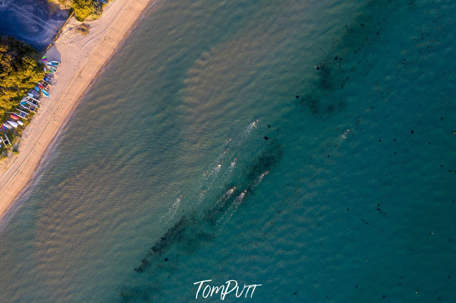 Early Morning Swim Squad, Sorrento, Mornington Peninsula