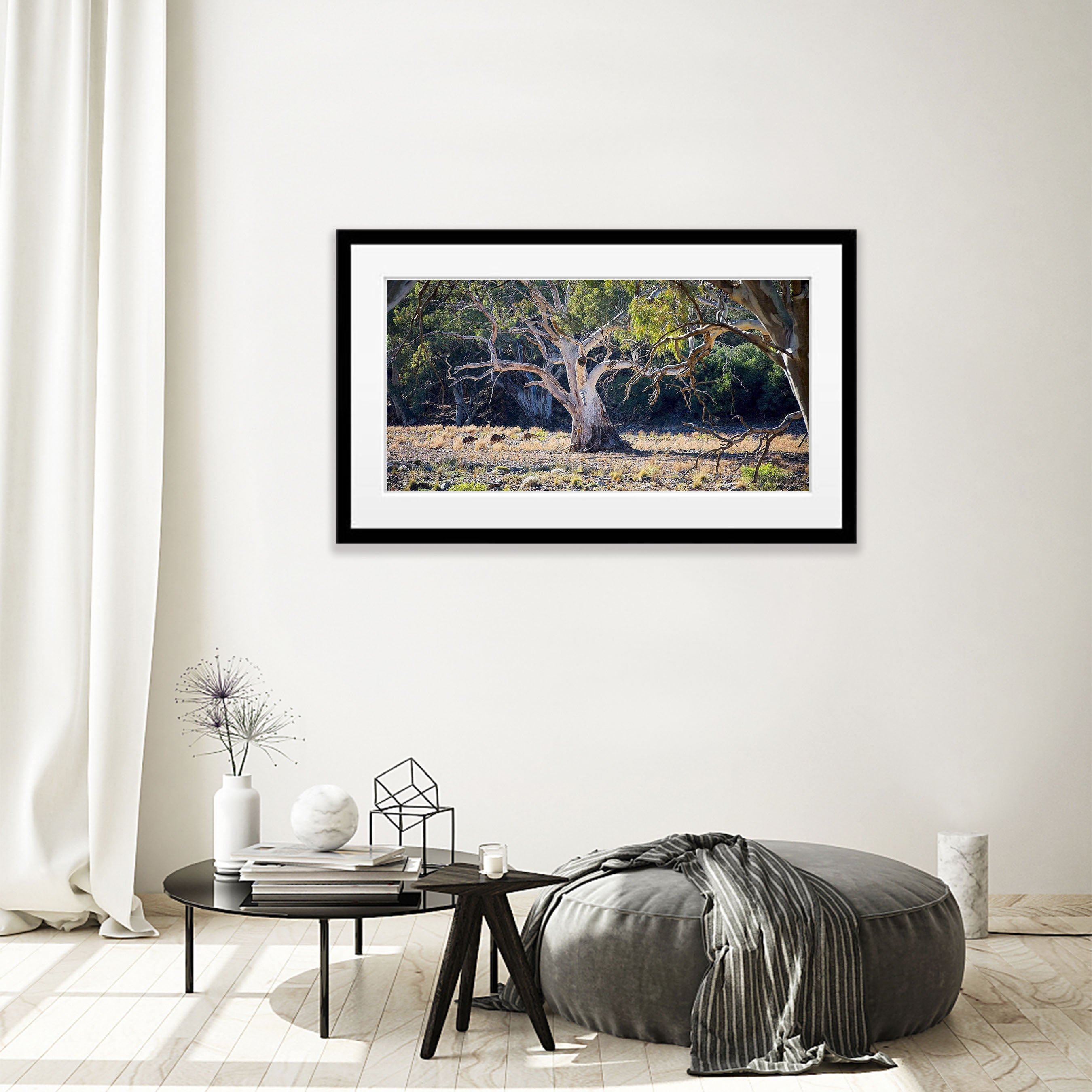 Emus and River Red Gums - Flinders Ranges SA