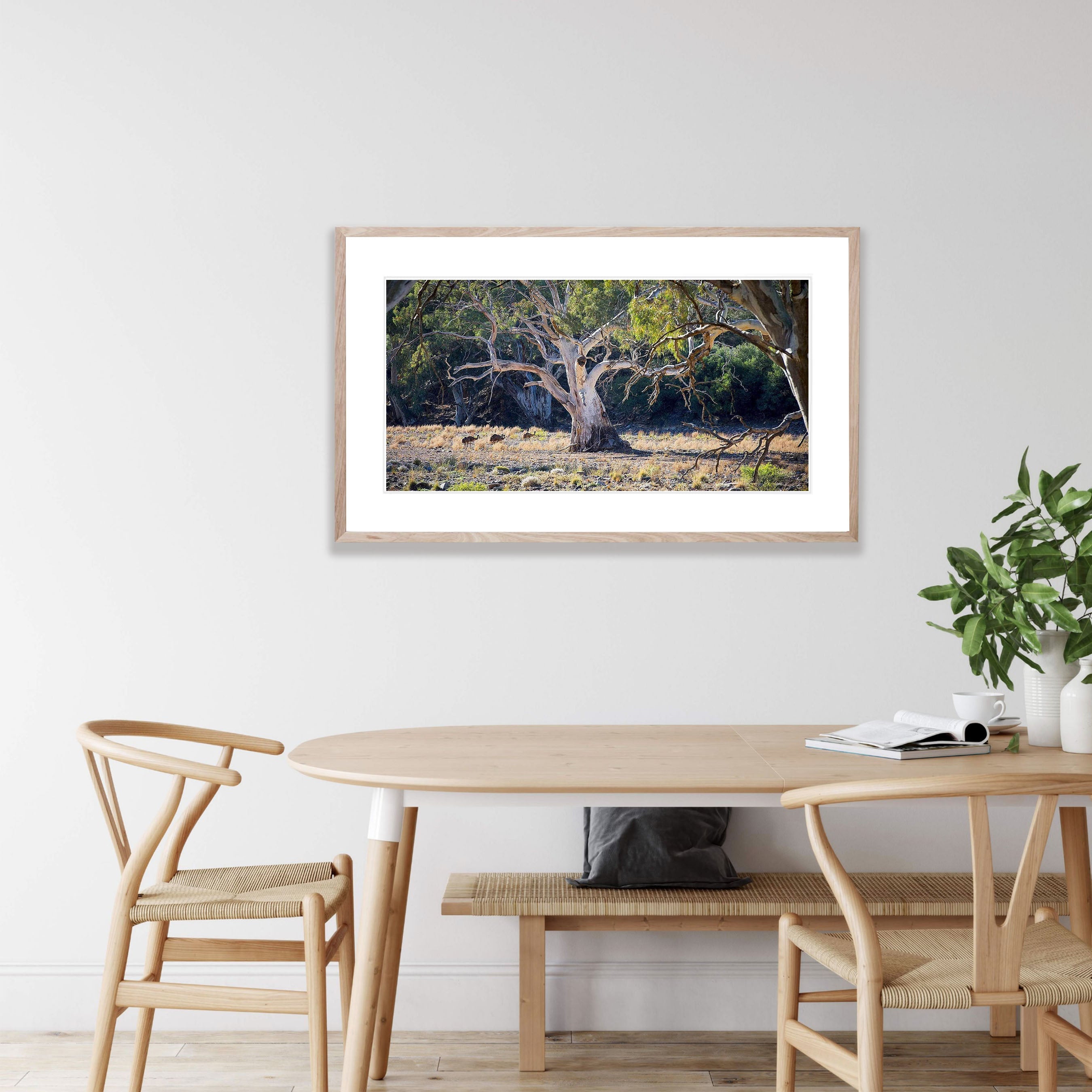 Emus and River Red Gums - Flinders Ranges SA