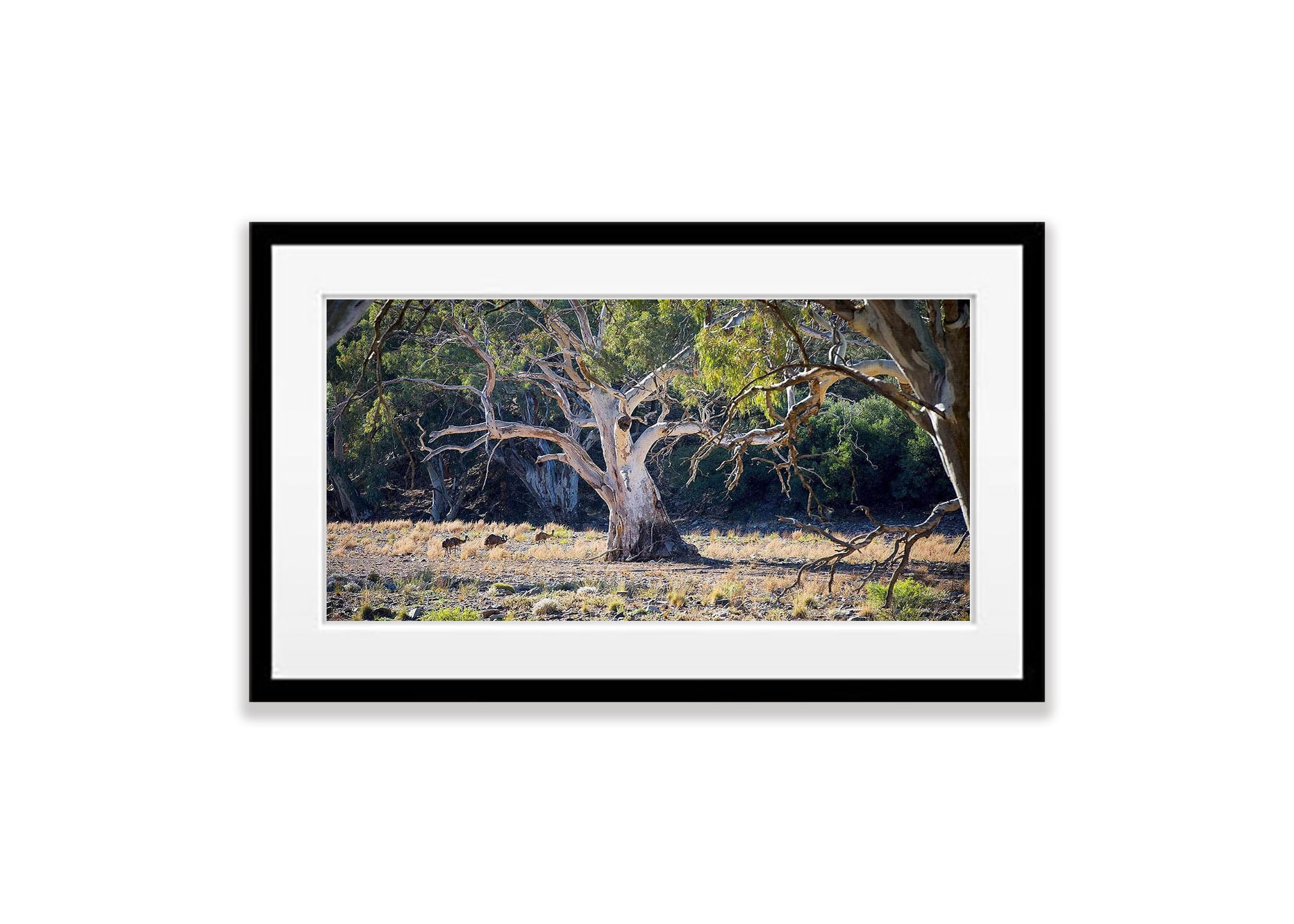 Emus and River Red Gums - Flinders Ranges SA