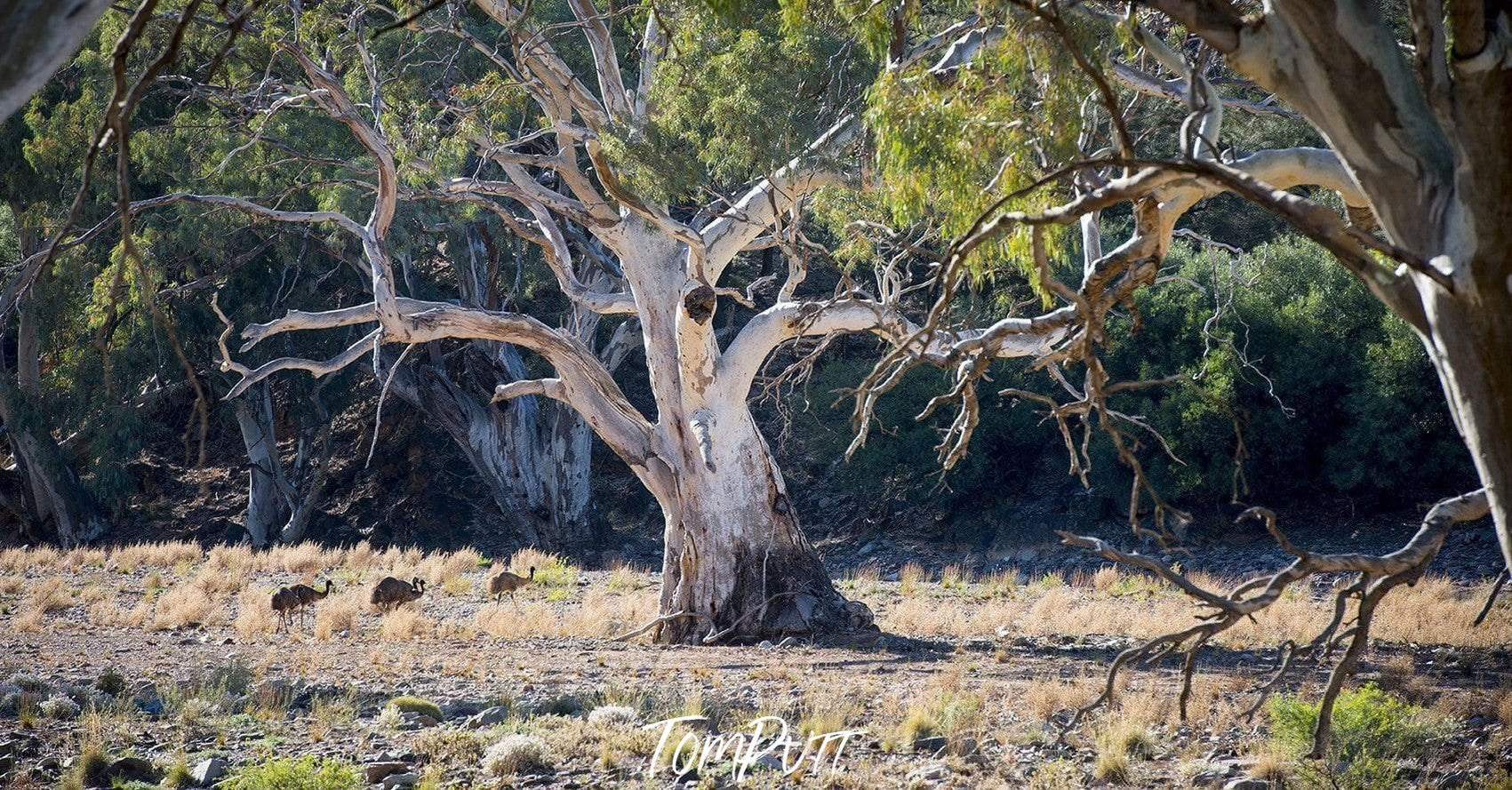 A thick tree stem with many branches and some leaves on it, a daylight view of sunshine, some other plants and trees in the picture, Emus and River Red Gums - Flinders Ranges SA