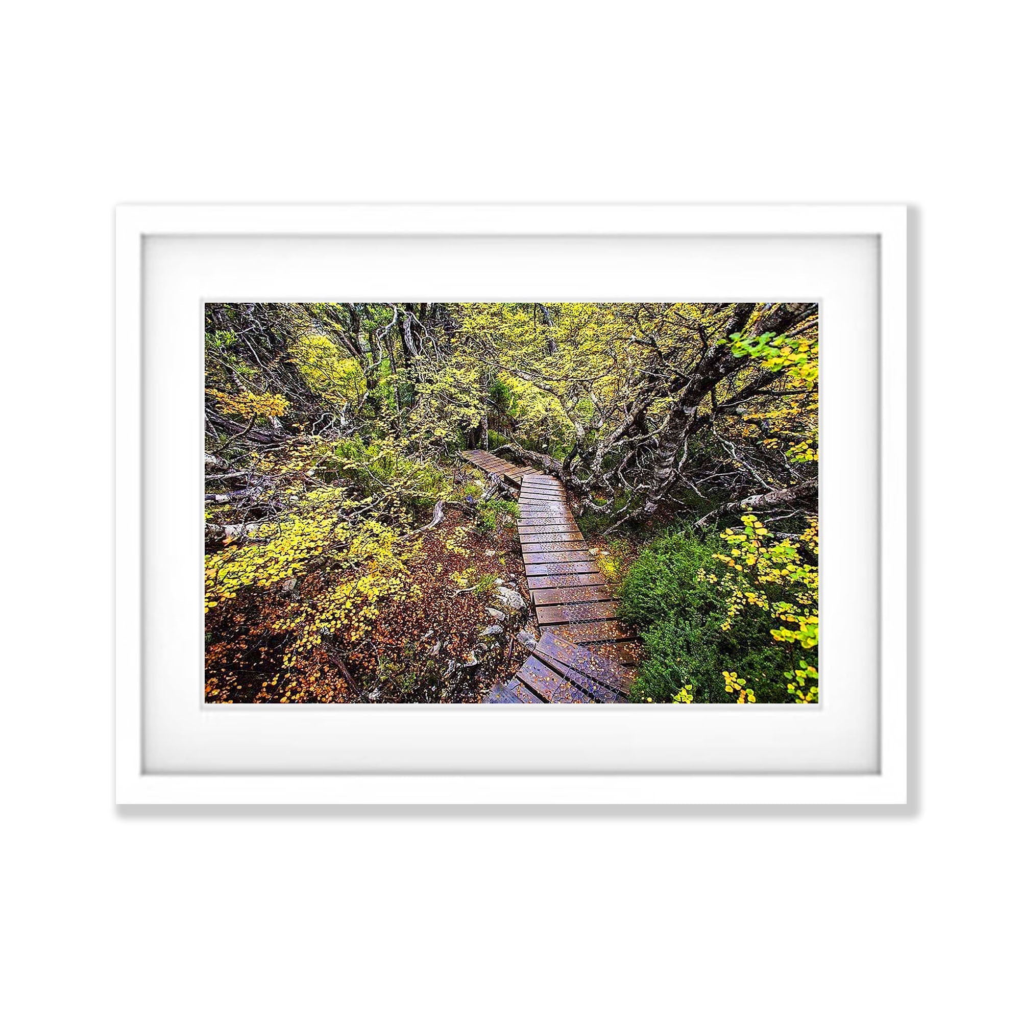 Fagus - Cradle Mountain TAS