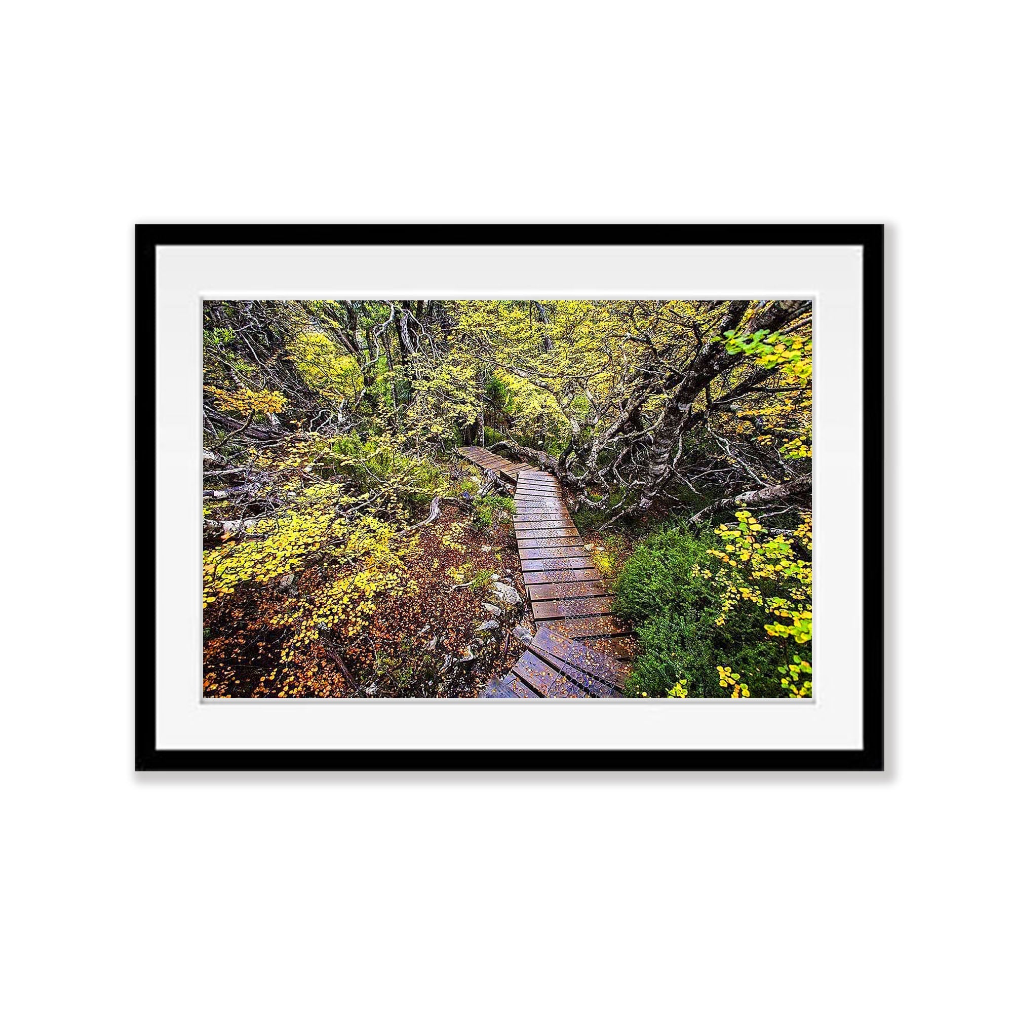 Fagus - Cradle Mountain TAS