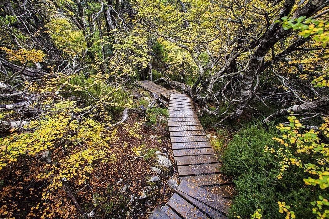 A fully green hill area with plants, trees, and bushes, and some stairs making a way to the down, Fagus - Cradle Mountain TAS