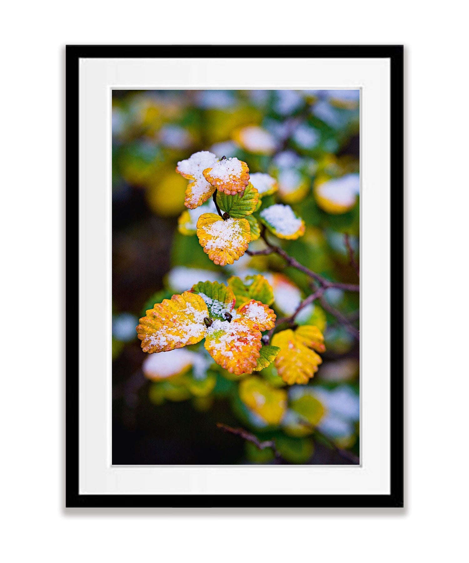 Fagus dusted with snow, Cradle Mountain, Tasmania