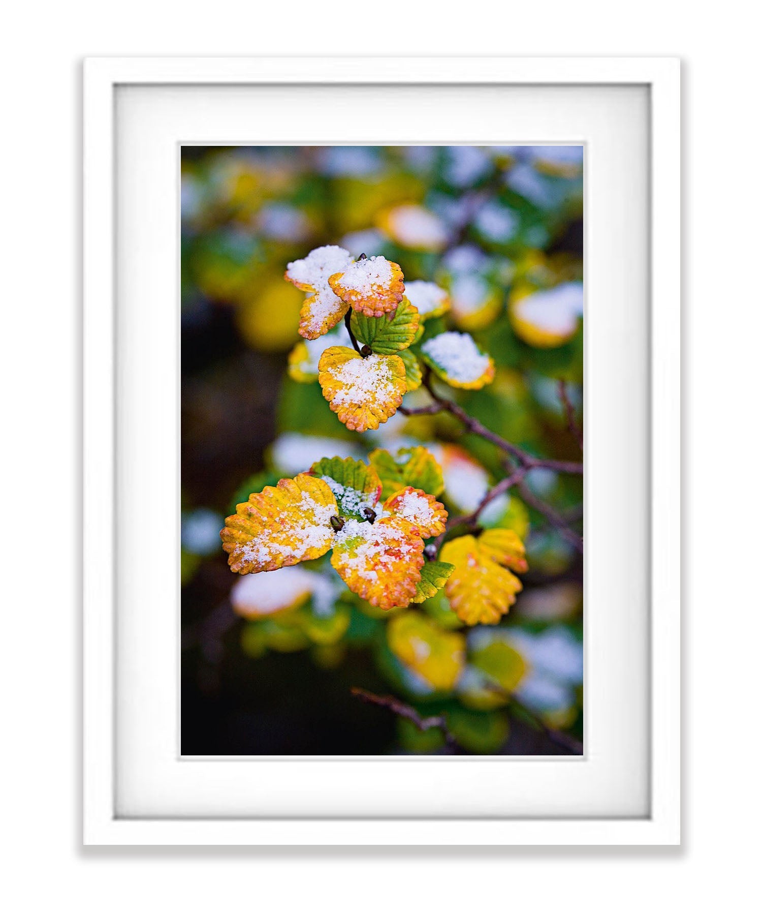 Fagus dusted with snow, Cradle Mountain, Tasmania