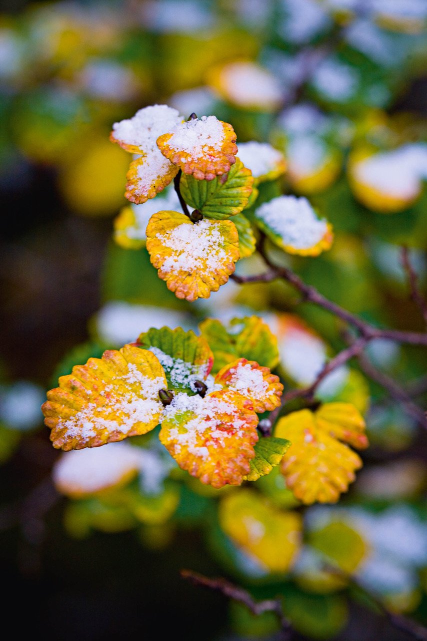 A close-up view of a beautiful bunch of flowers with yellow and green color, Cradle Mountain #21, Tasmania 