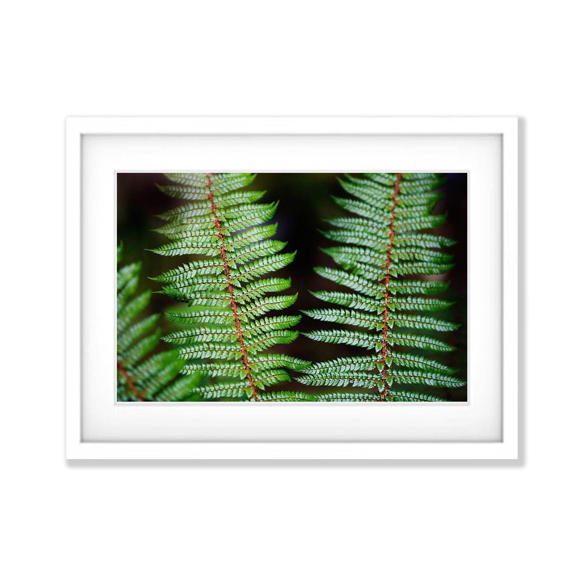 Fern Detail, Routeburn Track - New Zealand