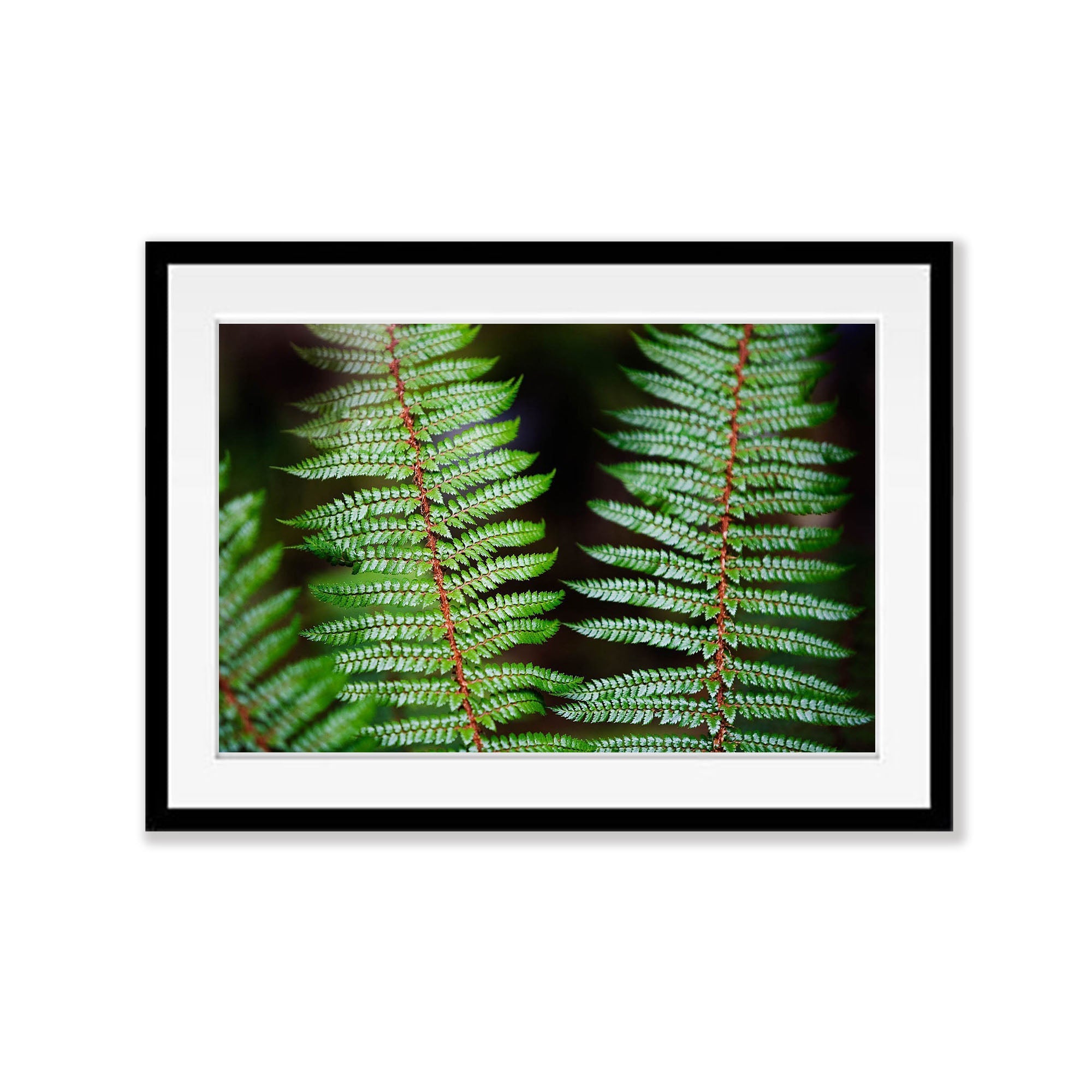 Fern Detail, Routeburn Track - New Zealand