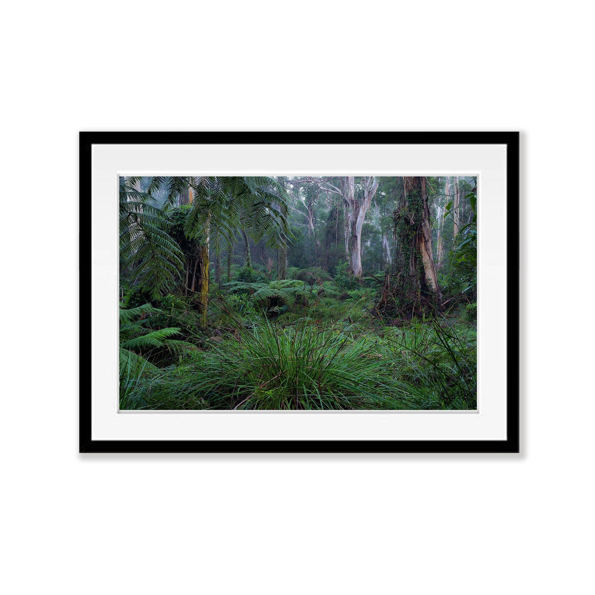 Fern Gully Rainforest, Mornington Peninsula, VIC