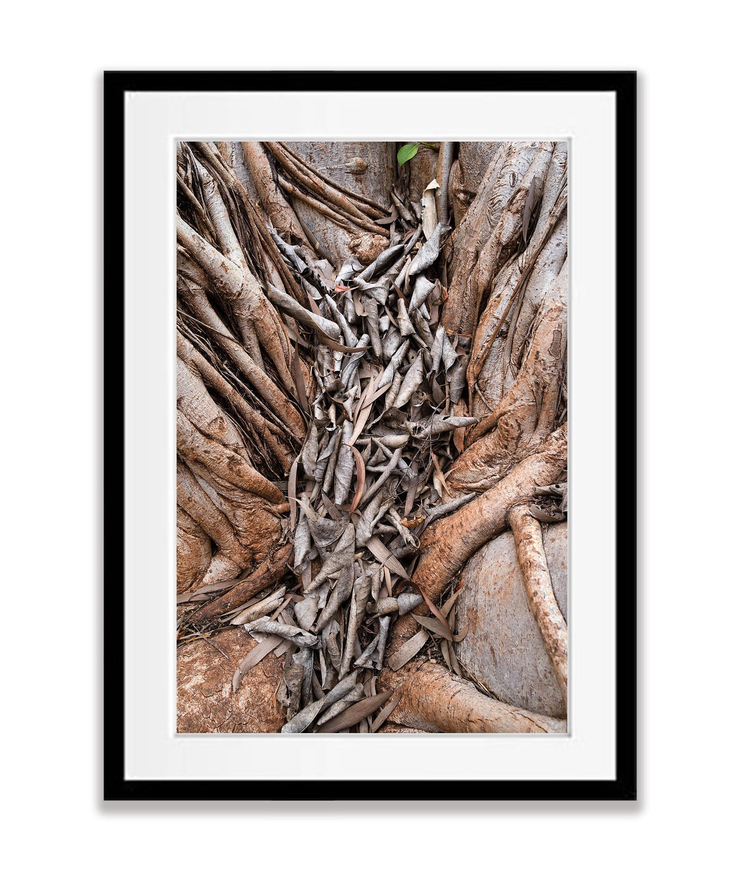 Fig Leaves, Karijini, The Pilbara