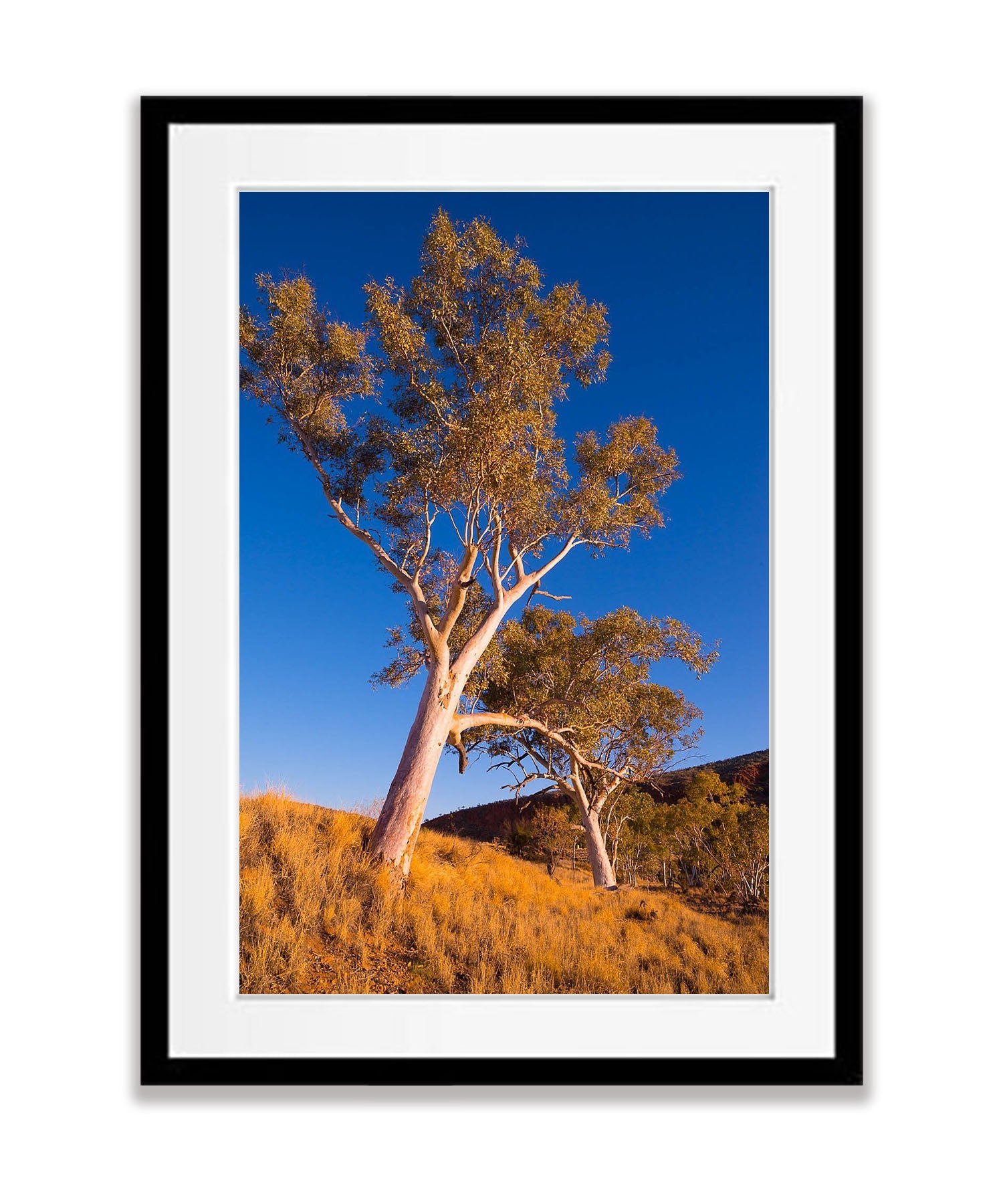 Finke River Red Gums, West MacDonnell Ranges - Northern Territory