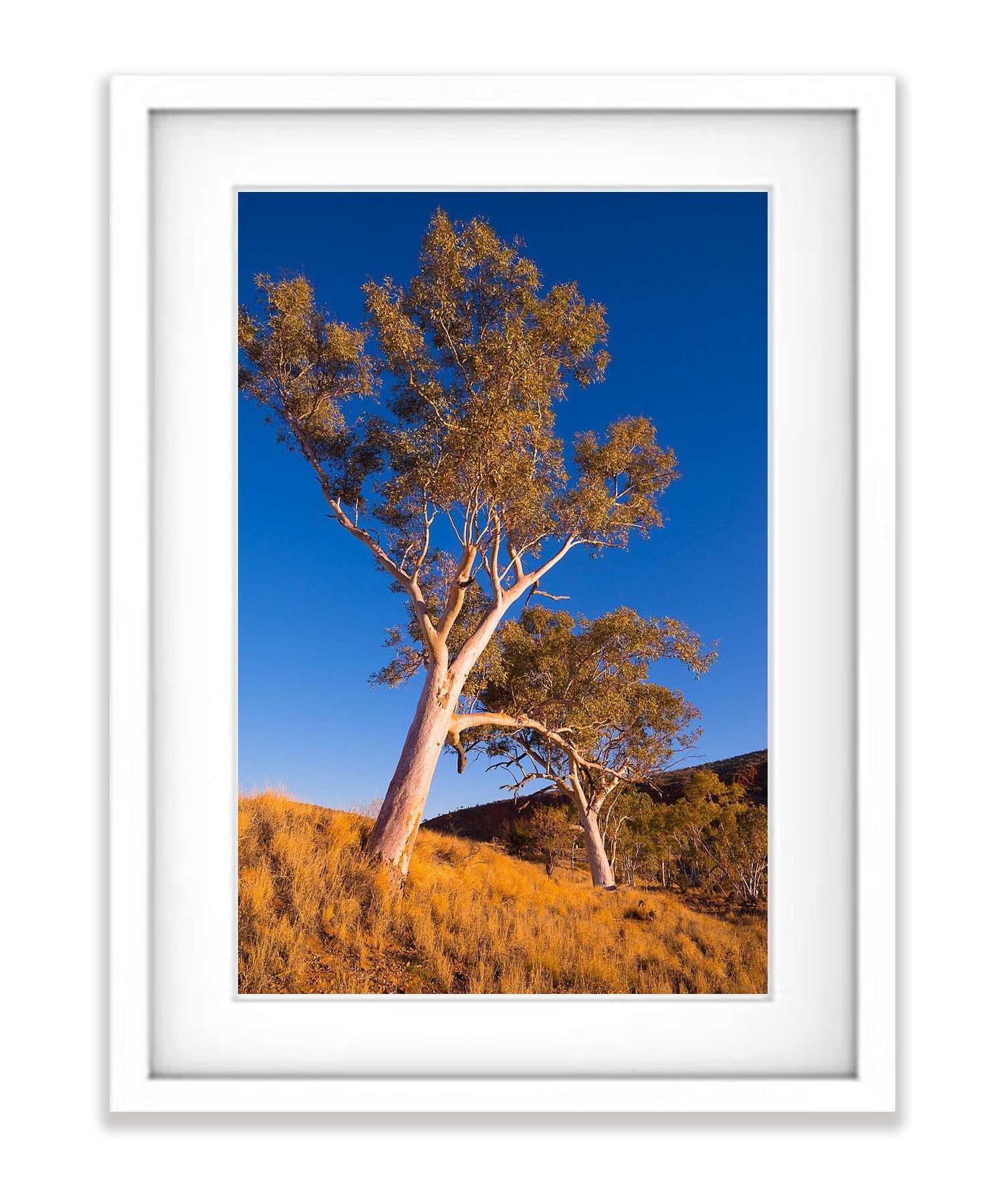 Finke River Red Gums, West MacDonnell Ranges - Northern Territory