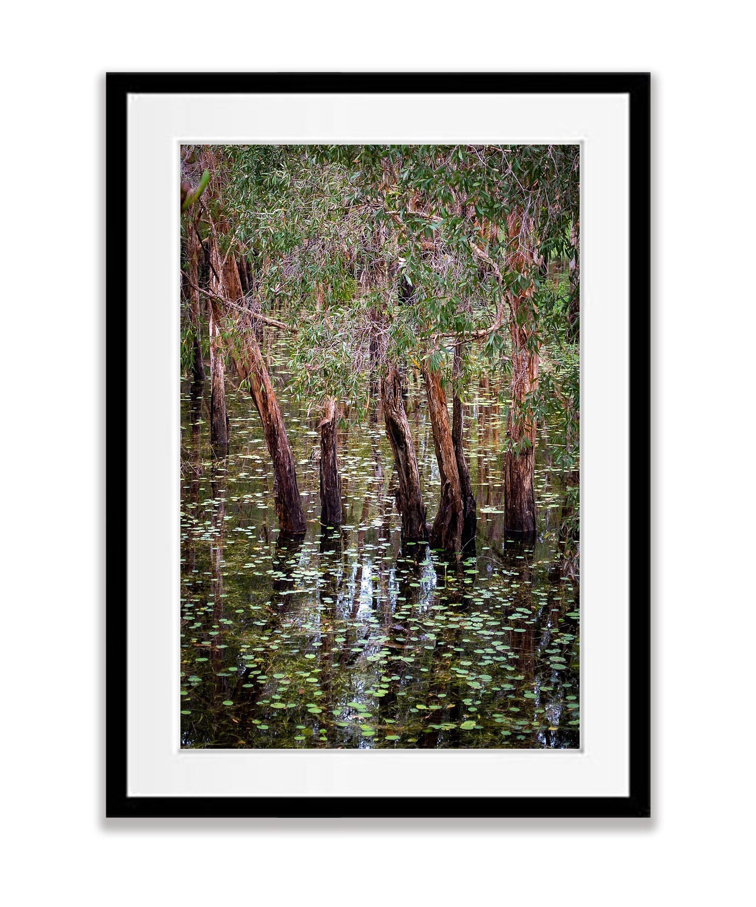 Flooded Paperbark Swamp, Arnhem Land, Northern Territory