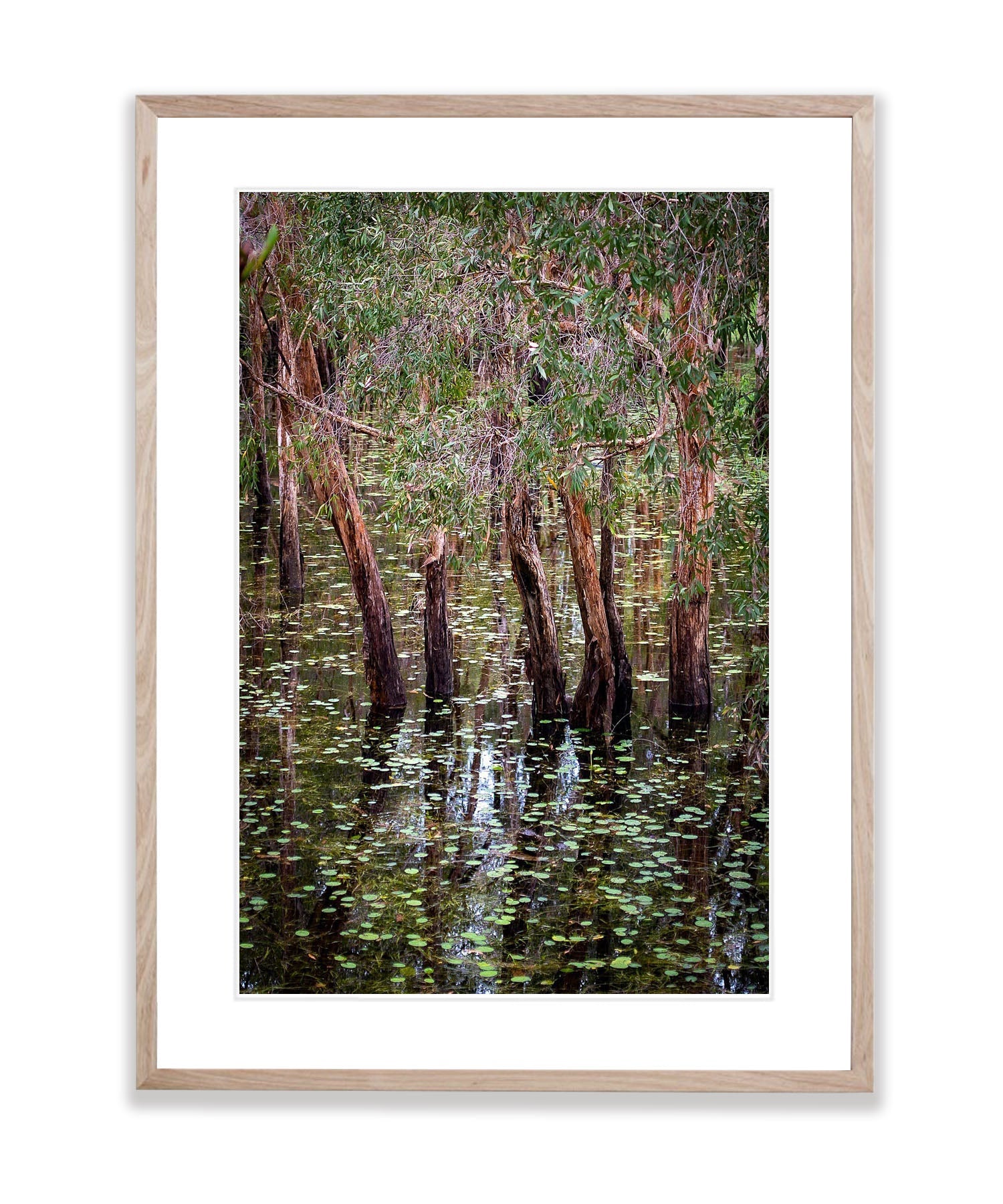 Flooded Paperbark Swamp, Arnhem Land, Northern Territory