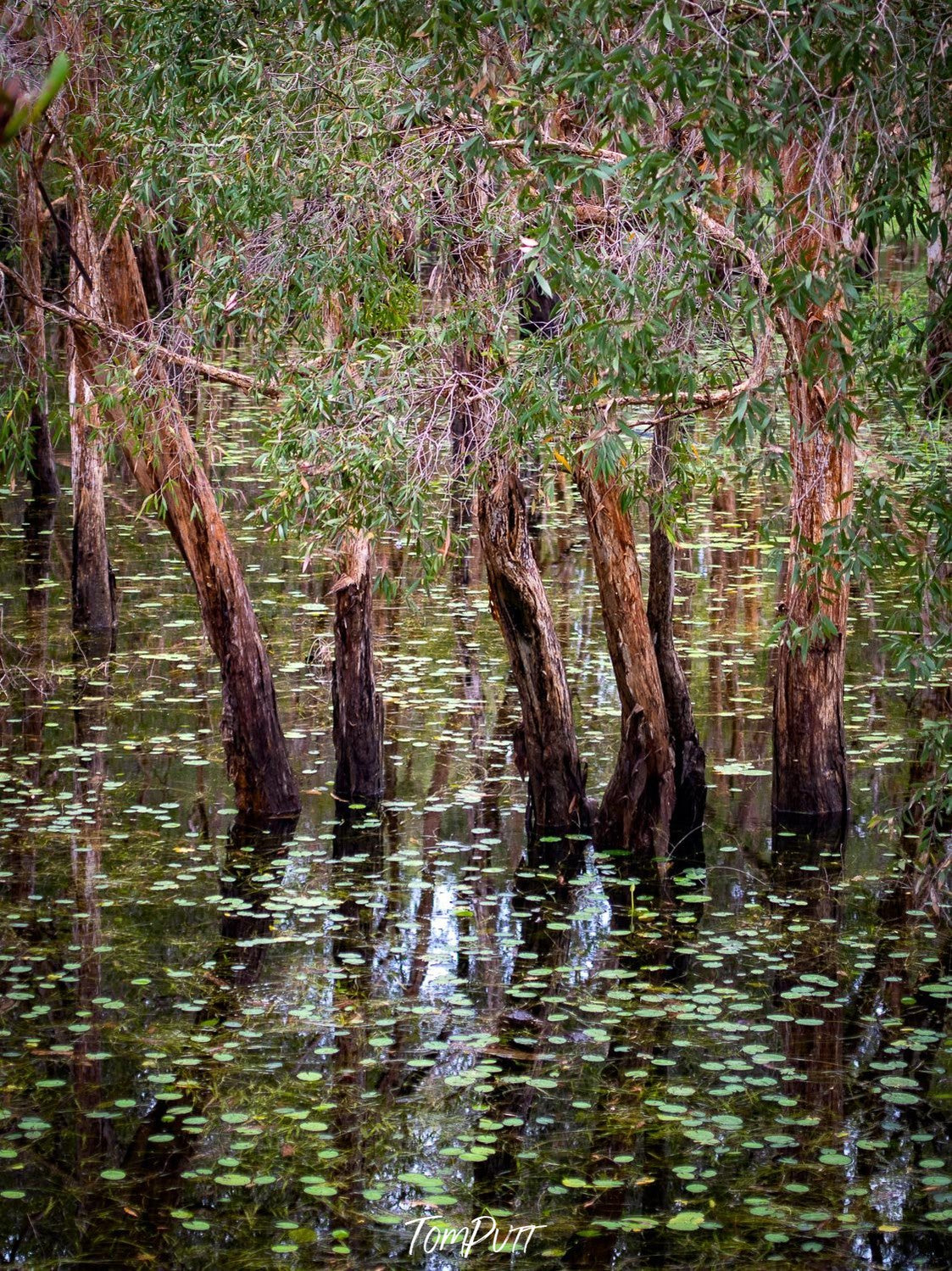The washed stem of small trees underwater with some broken leaves in the water and a forest view in the background, Arnhem Land 23 - Northern Territory