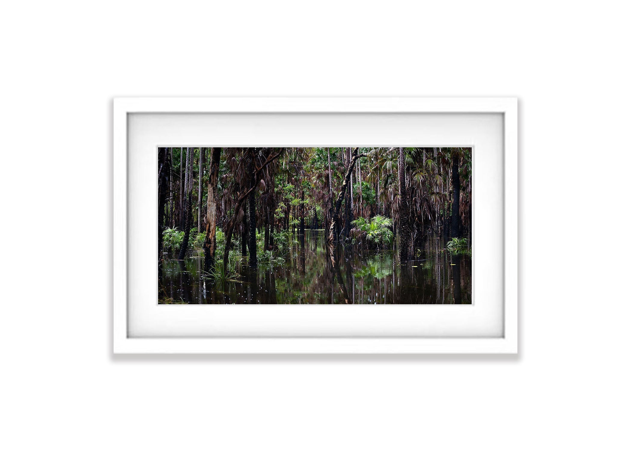 Flooded Swamp Forest, Arnhem Land, Northern Territory