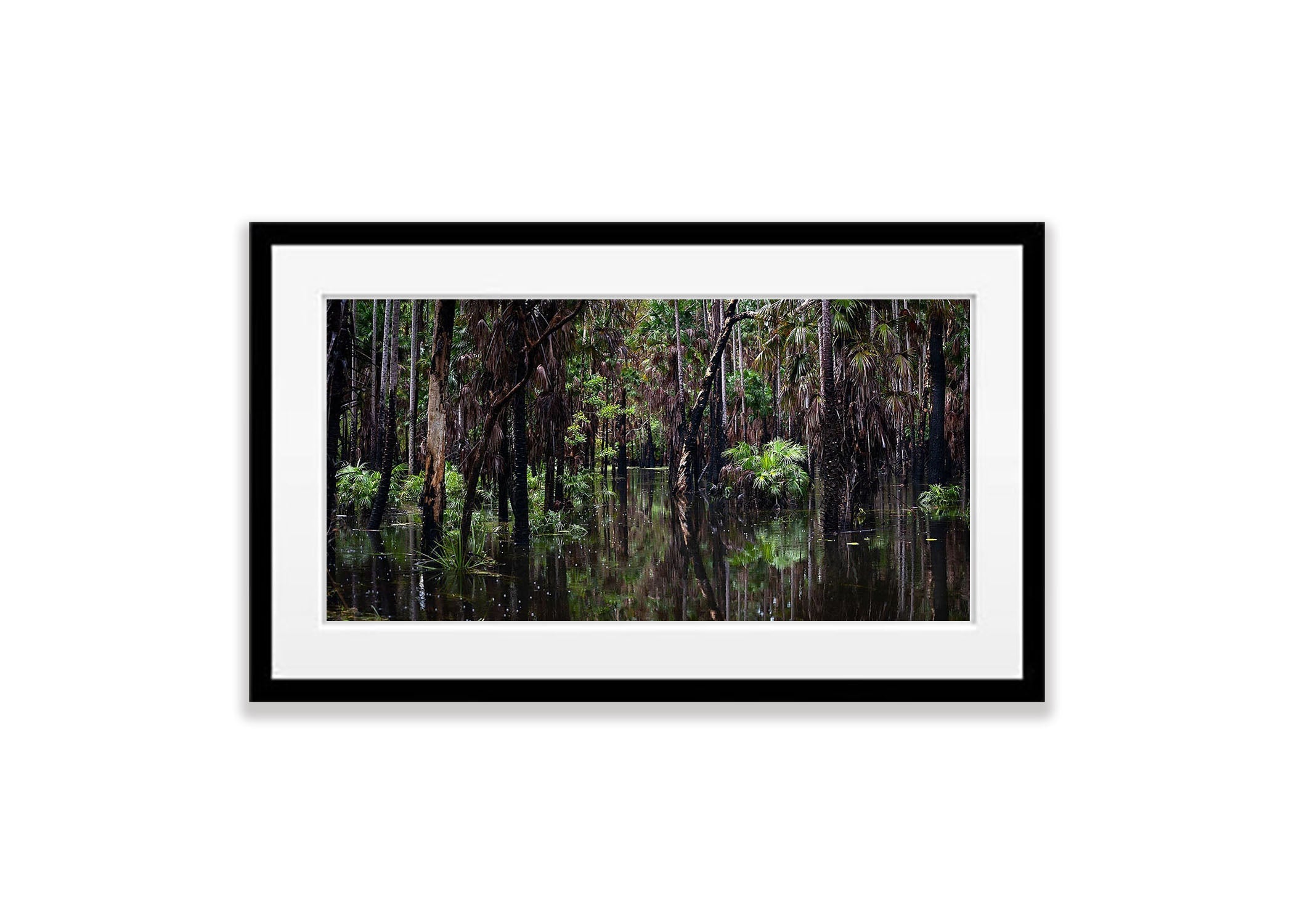 Flooded Swamp Forest, Arnhem Land, Northern Territory