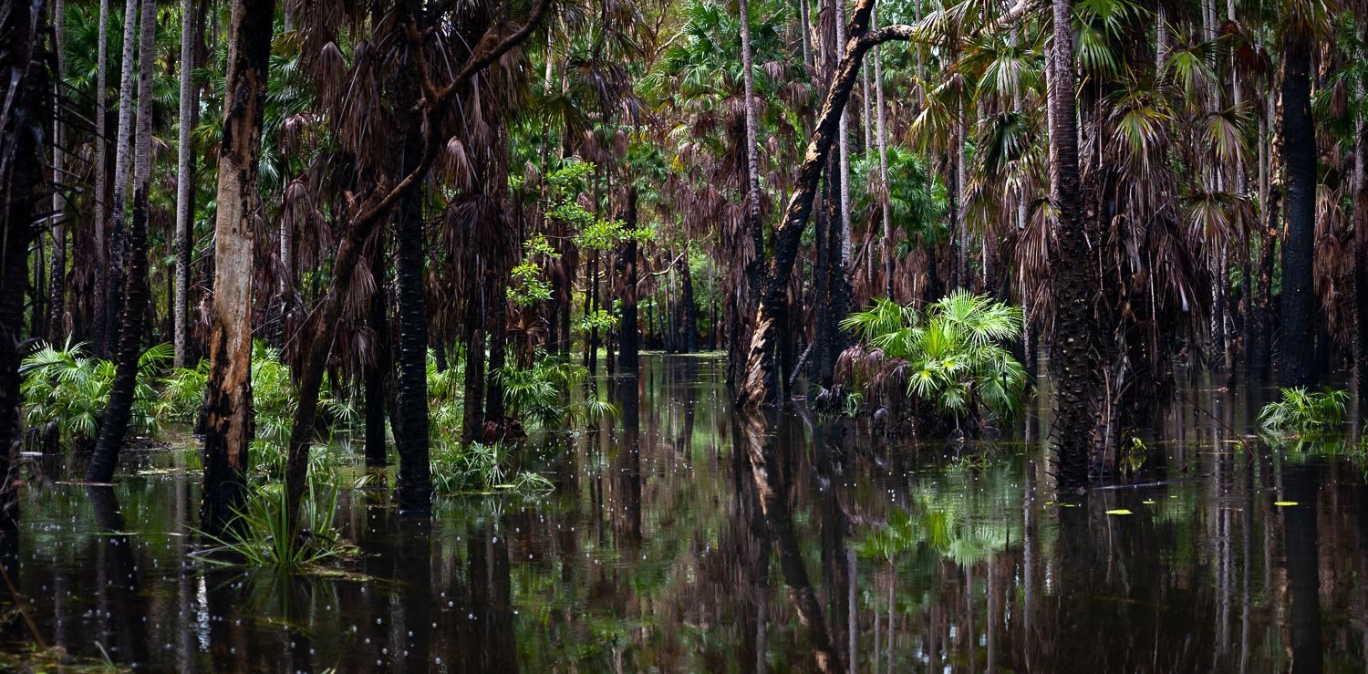 An after rain view of a forest with washed long-standing trees with their bottom under the water, Arnhem Land 8
