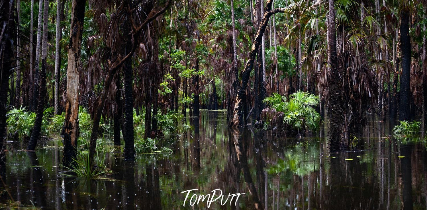 An after rain view of a forest with washed long-standing trees with their bottom under the water, Arnhem Land 8