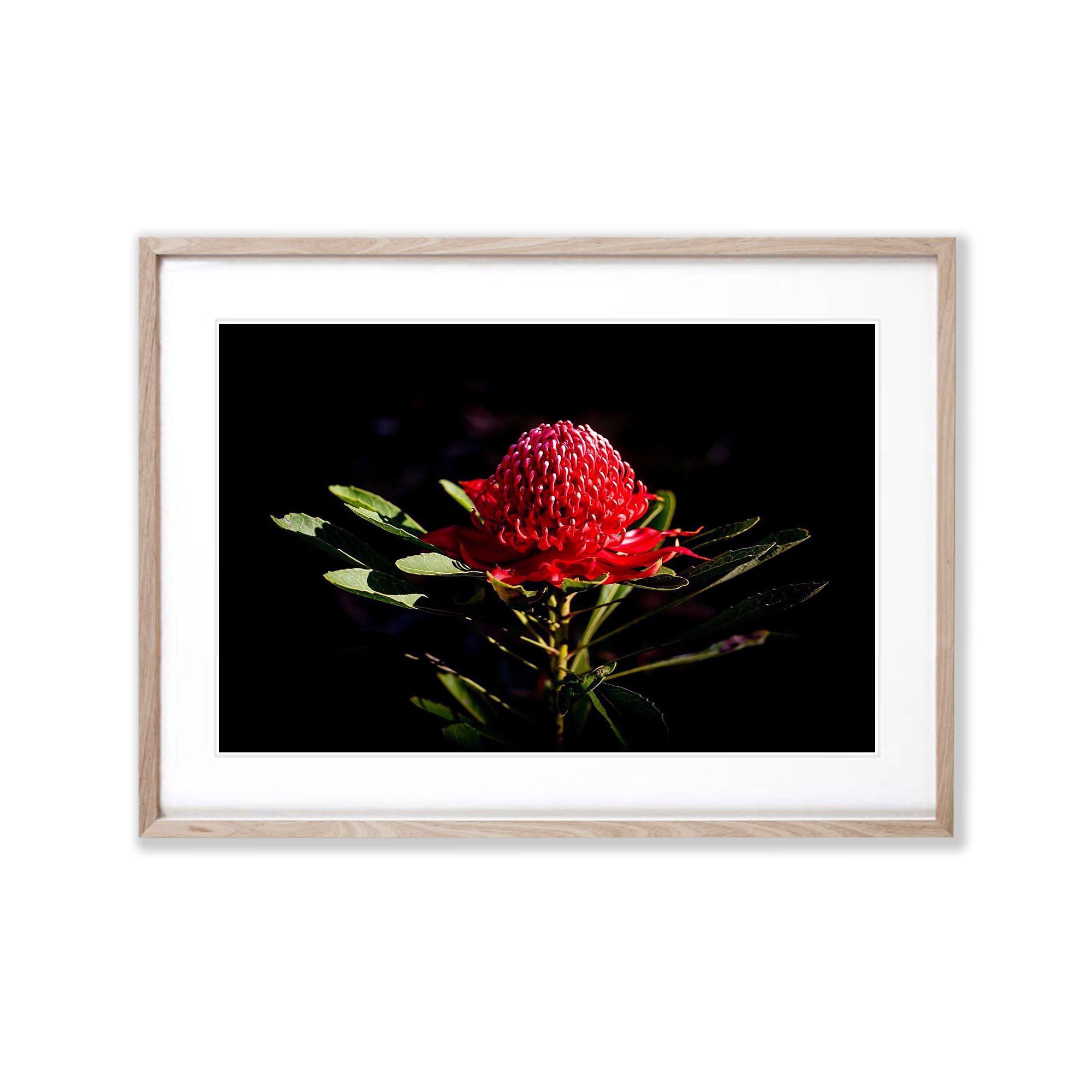 Flowering Waratah - Blue Mountains NSW