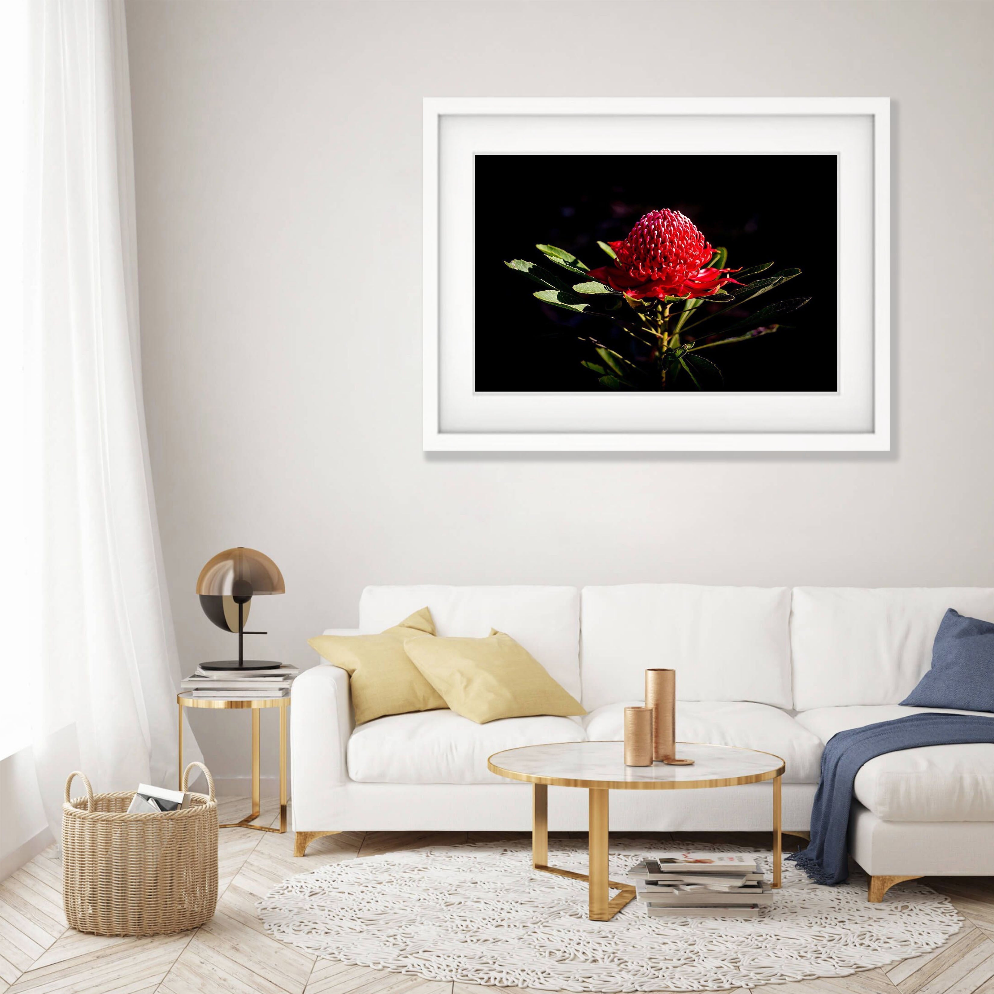 Flowering Waratah - Blue Mountains NSW