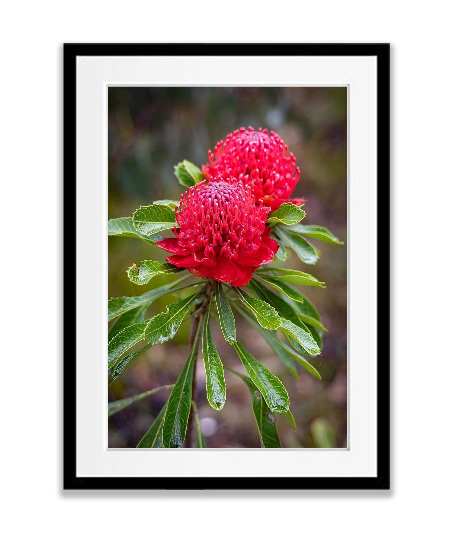 Flowering Waratah, Blue Mountains, New South Wales