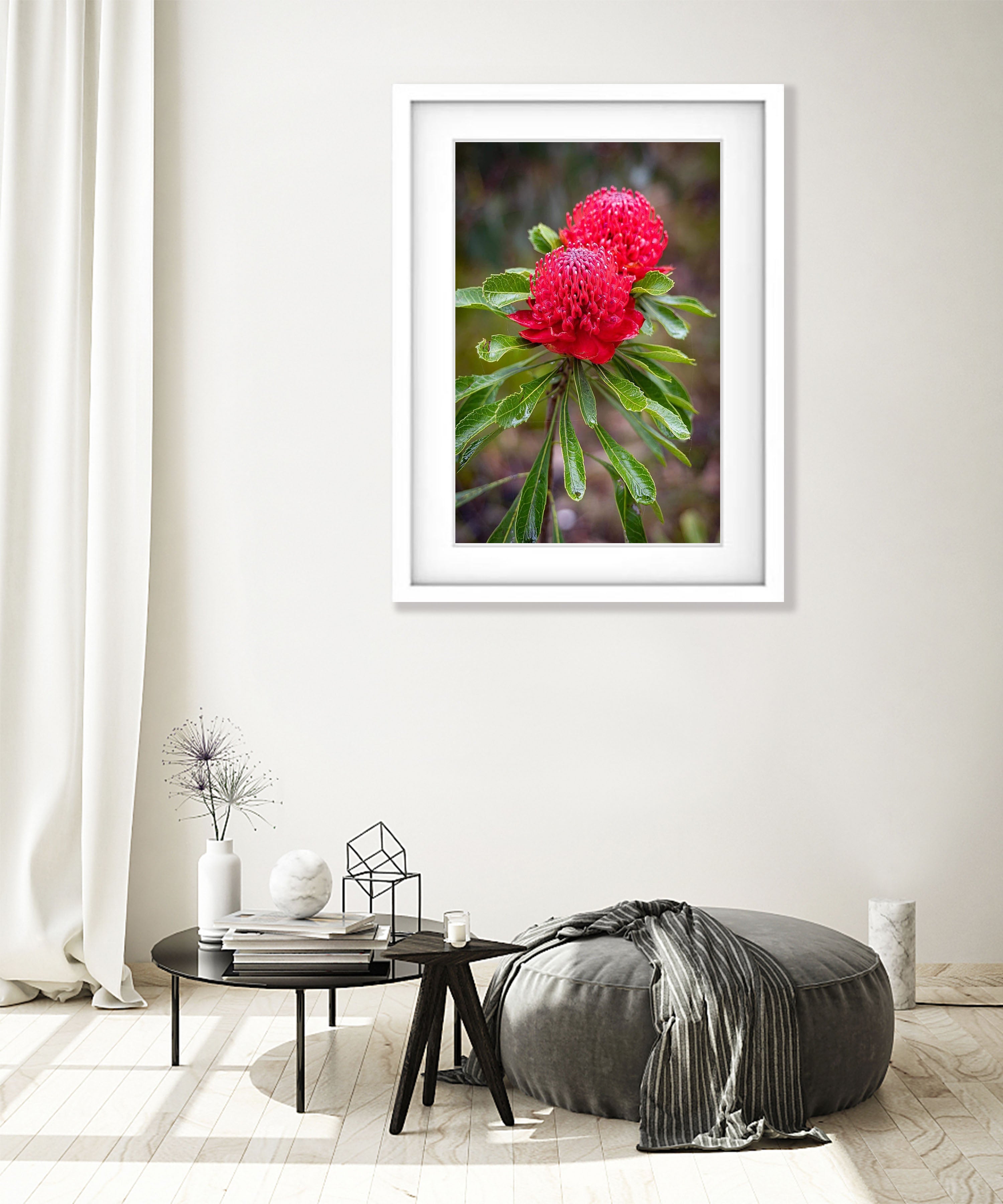 Flowering Waratah, Blue Mountains, New South Wales