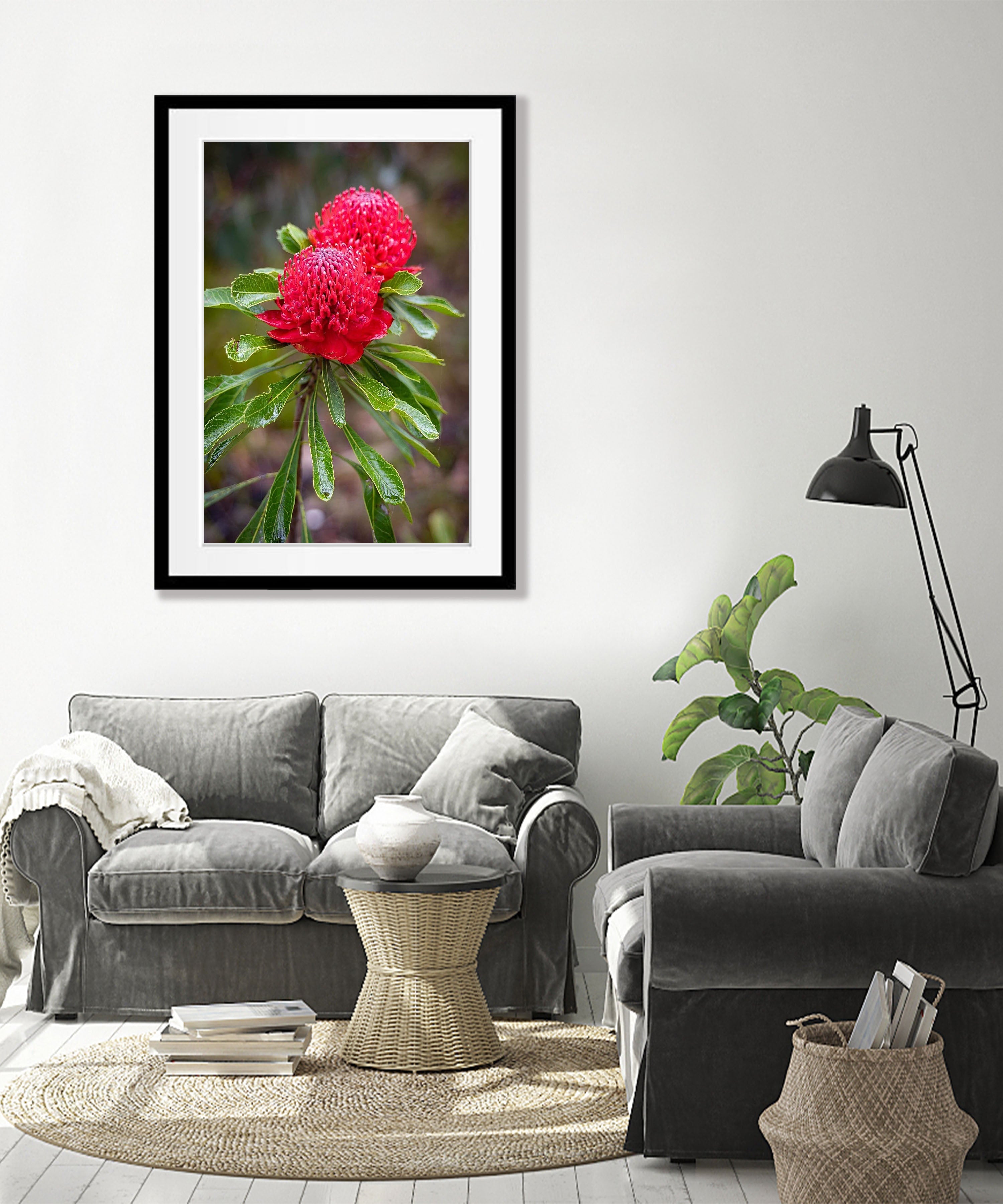 Flowering Waratah, Blue Mountains, New South Wales