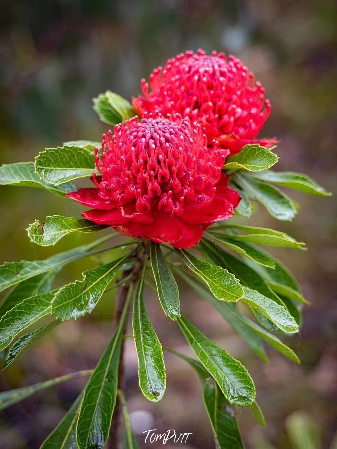 A close-up view of waratah flower of pink color with green leaf, Waratah Blue Mountains NSW Art