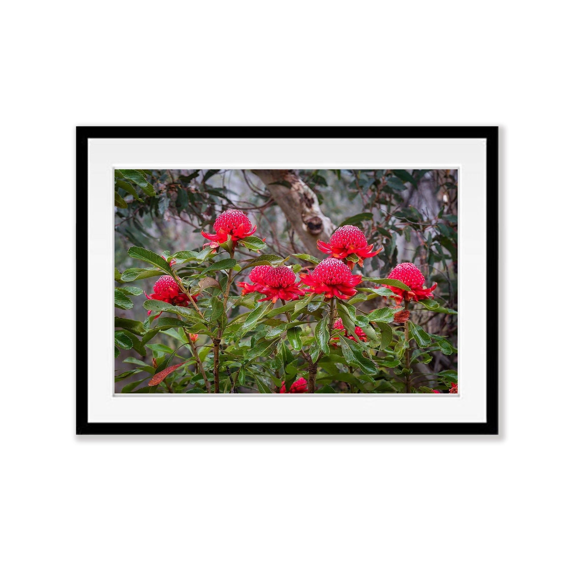 Flowering Waratahs - Blue Mountains NSW
