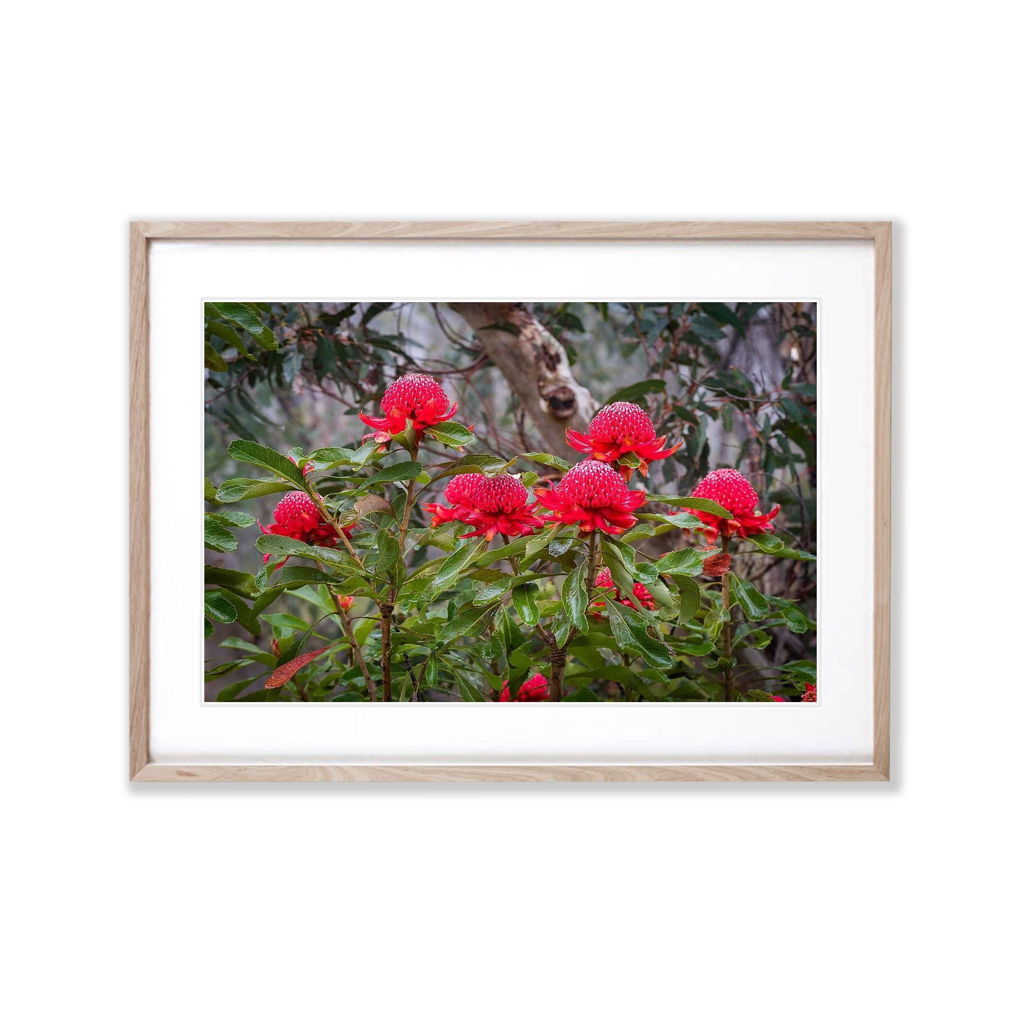 Flowering Waratahs - Blue Mountains NSW