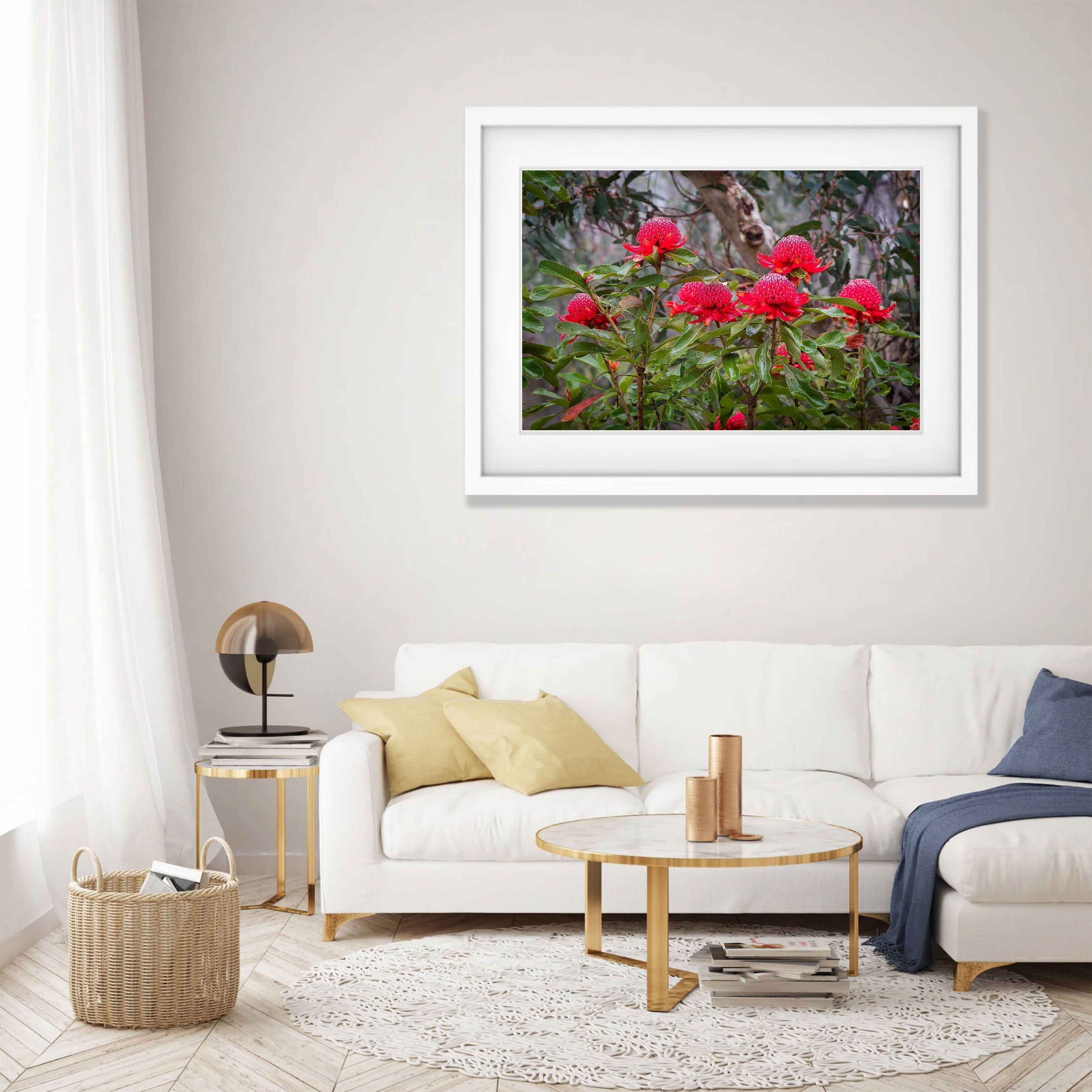 Flowering Waratahs - Blue Mountains NSW
