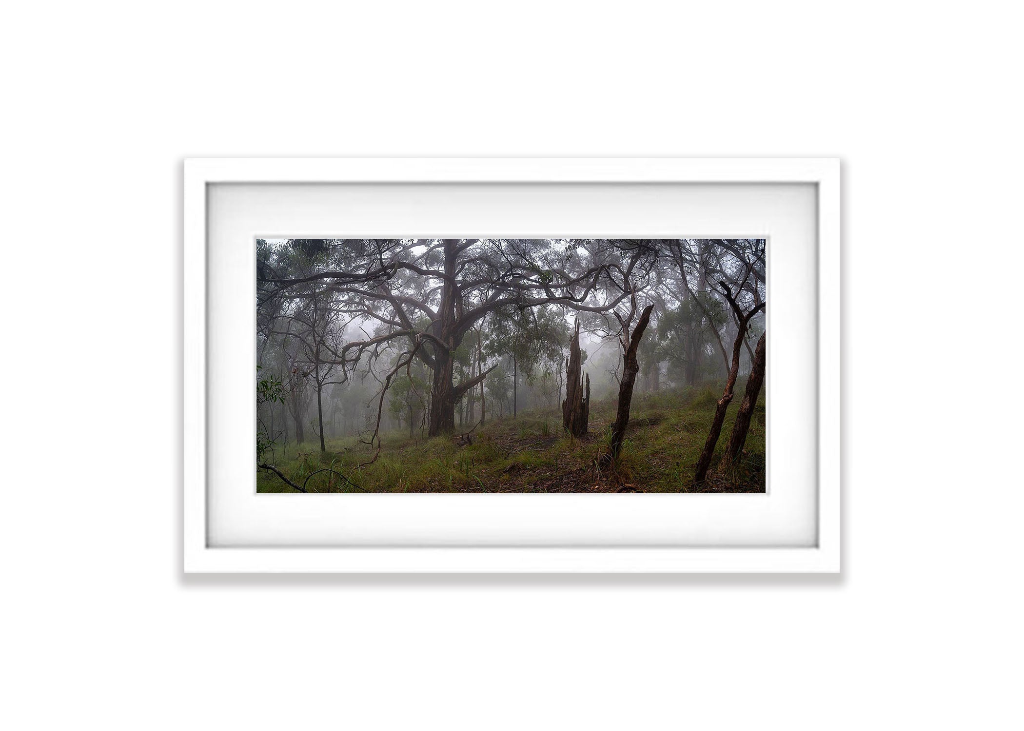 Fog in the forest, Arthurs Seat - Mornington Peninsula, VIC