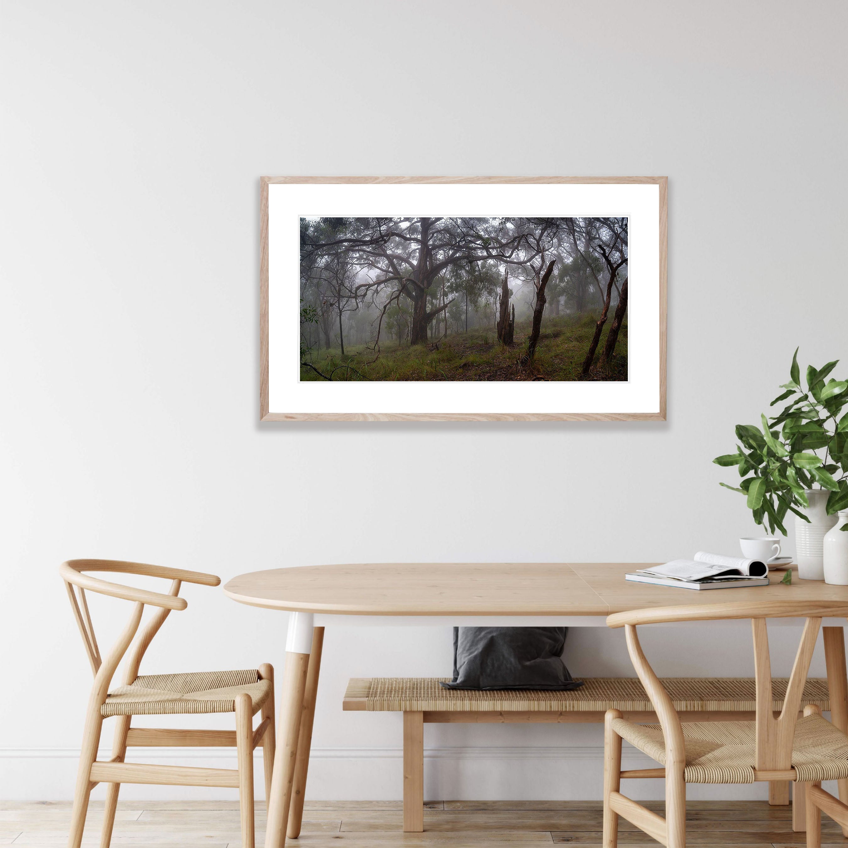 Fog in the forest, Arthurs Seat - Mornington Peninsula, VIC