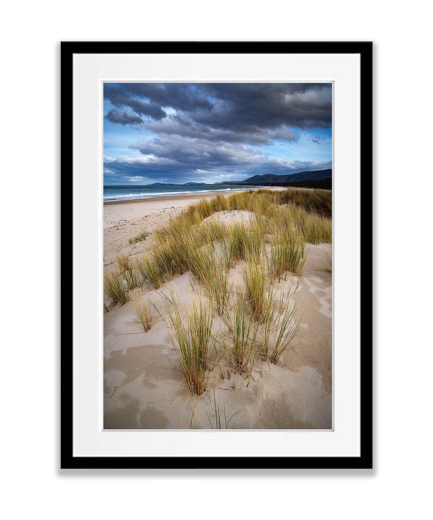 Foredune Grasses, Bay of Fires