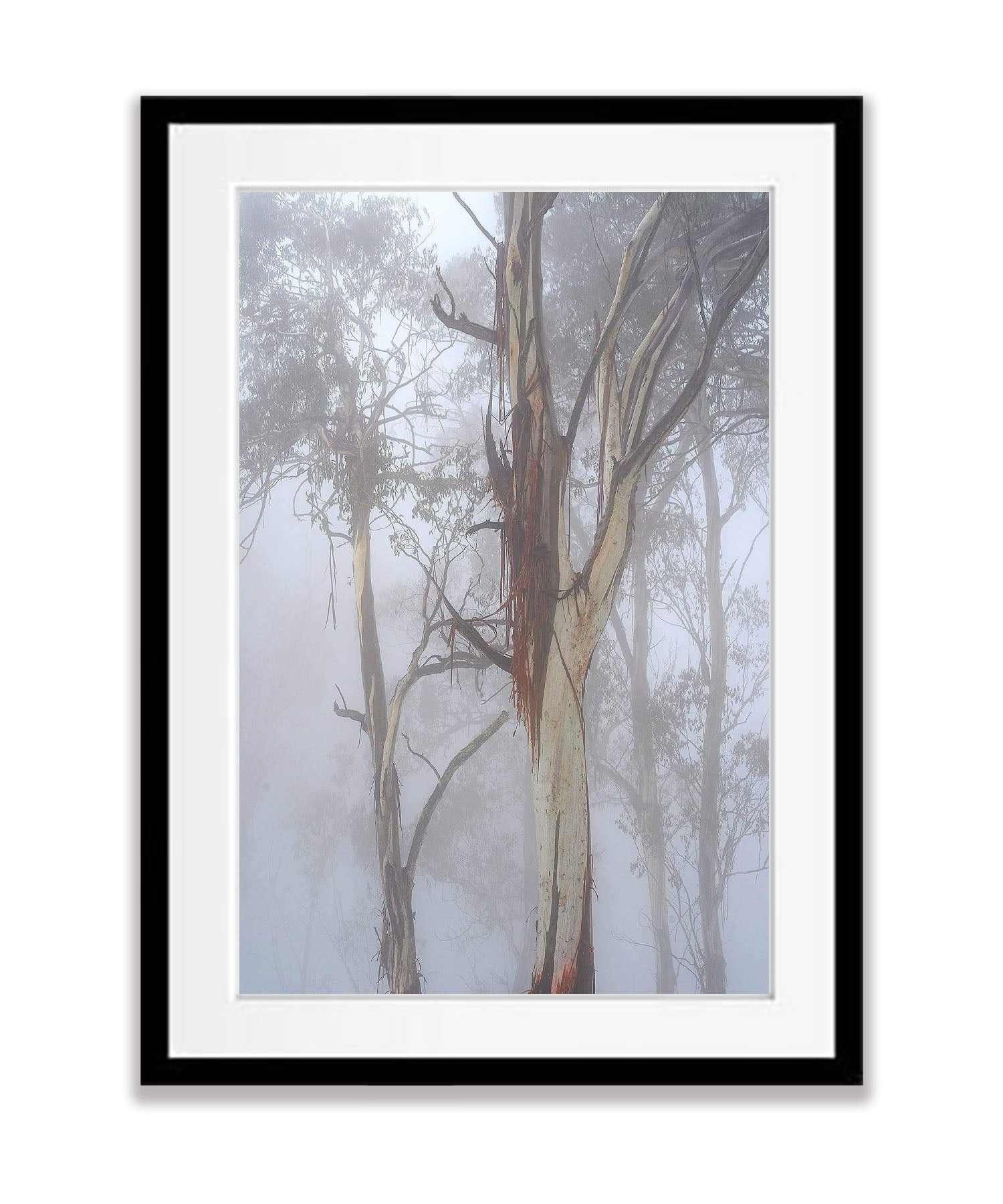 Forest Fog - Mt Hotham VIC