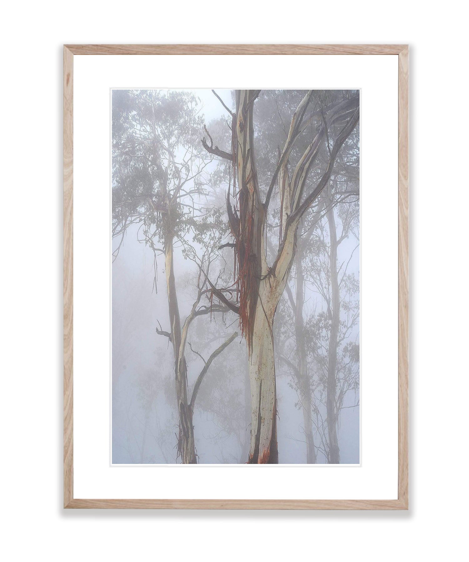 Forest Fog - Mt Hotham VIC