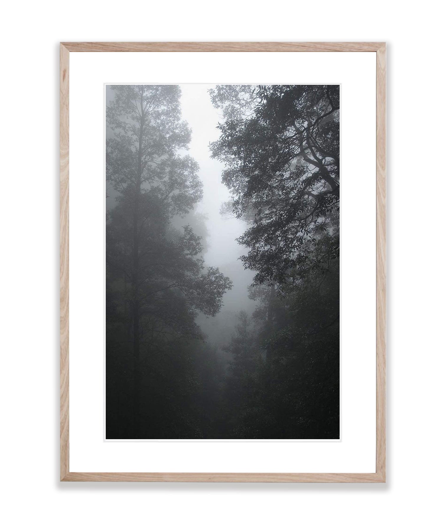 Forest Mist - Blue Mountains NSW