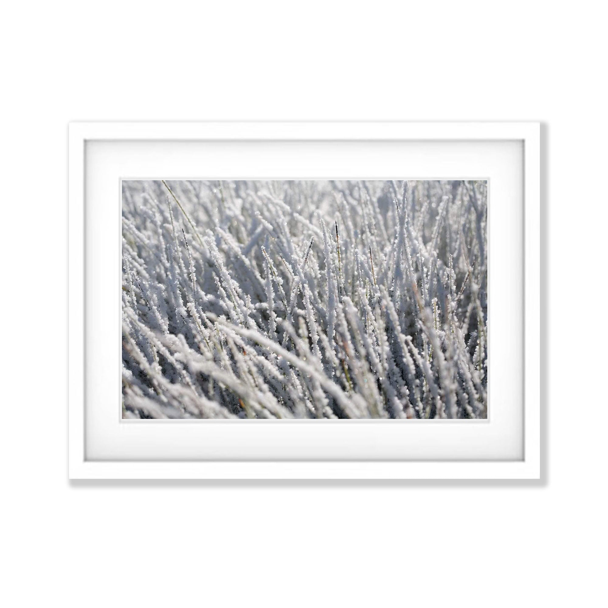 Frozen Buttongrass - Cradle Mountain TAS