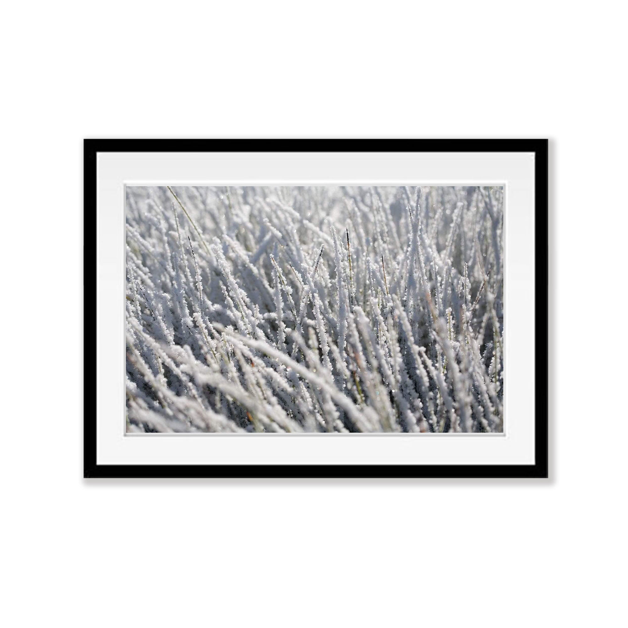 Frozen Buttongrass - Cradle Mountain TAS