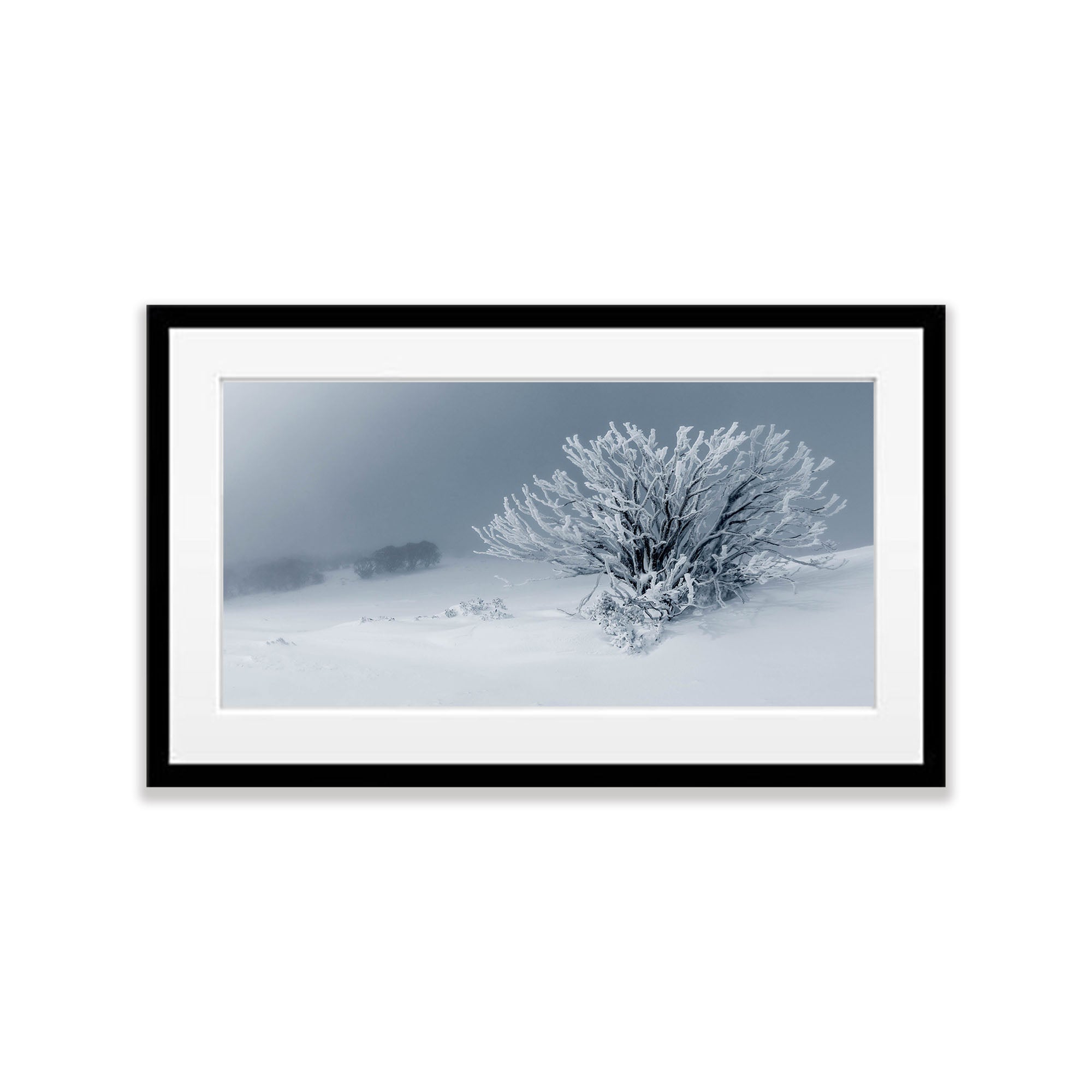 Frozen Snow Gum, Mount Stirling