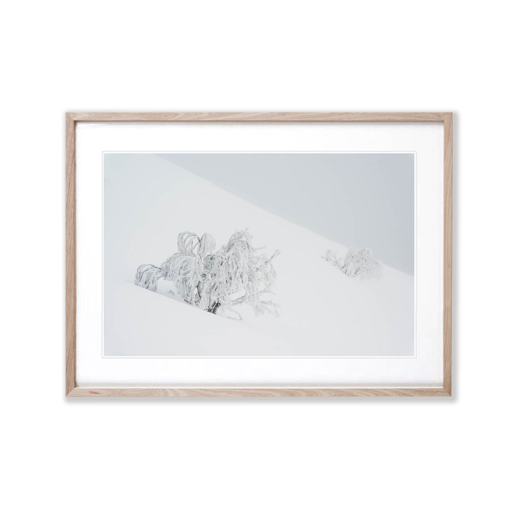 Frozen Snow Gums, Mount Hotham - VIC