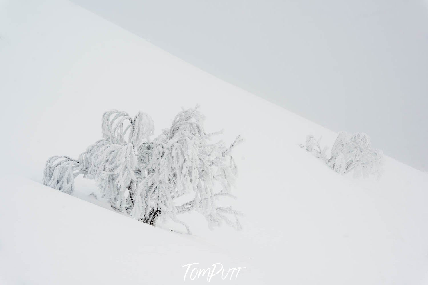 A slopy land covered snow, having two small trees, Mount Hotham blizzard - Victorian High Country
