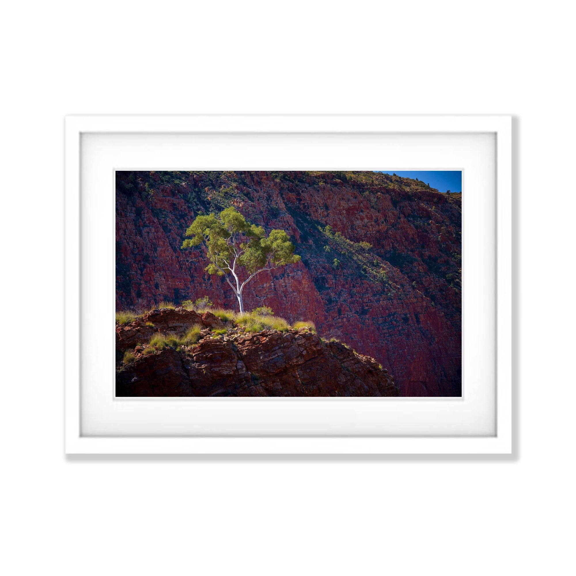 Ghost Gum - West MacDonnell Ranges NT