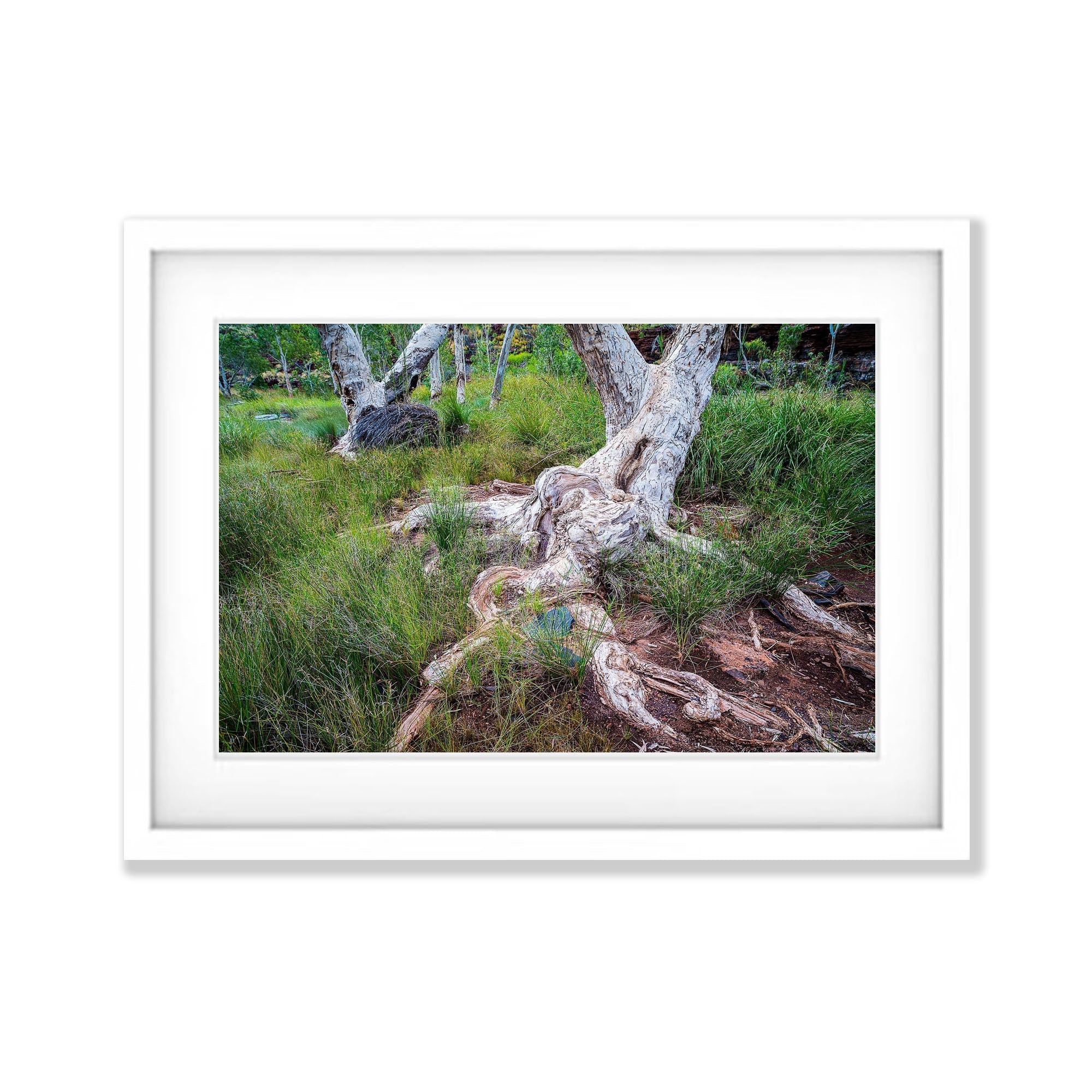 Giant Paperbark Trees, Karijini, The Pilbara