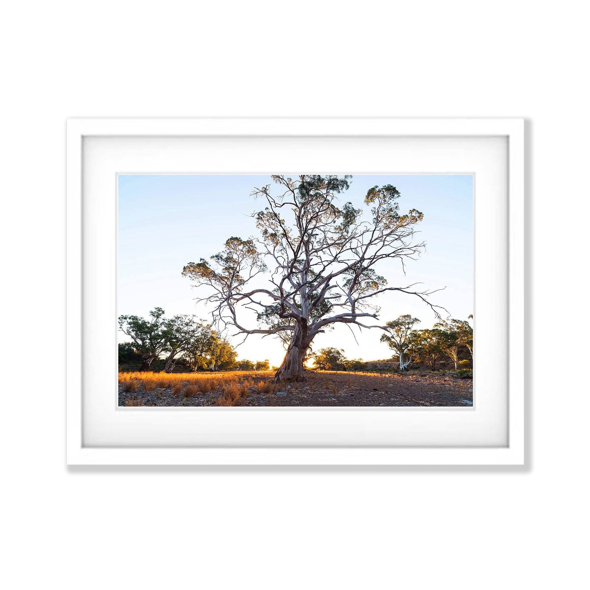 Giant River Red Gum, Flinders Ranges