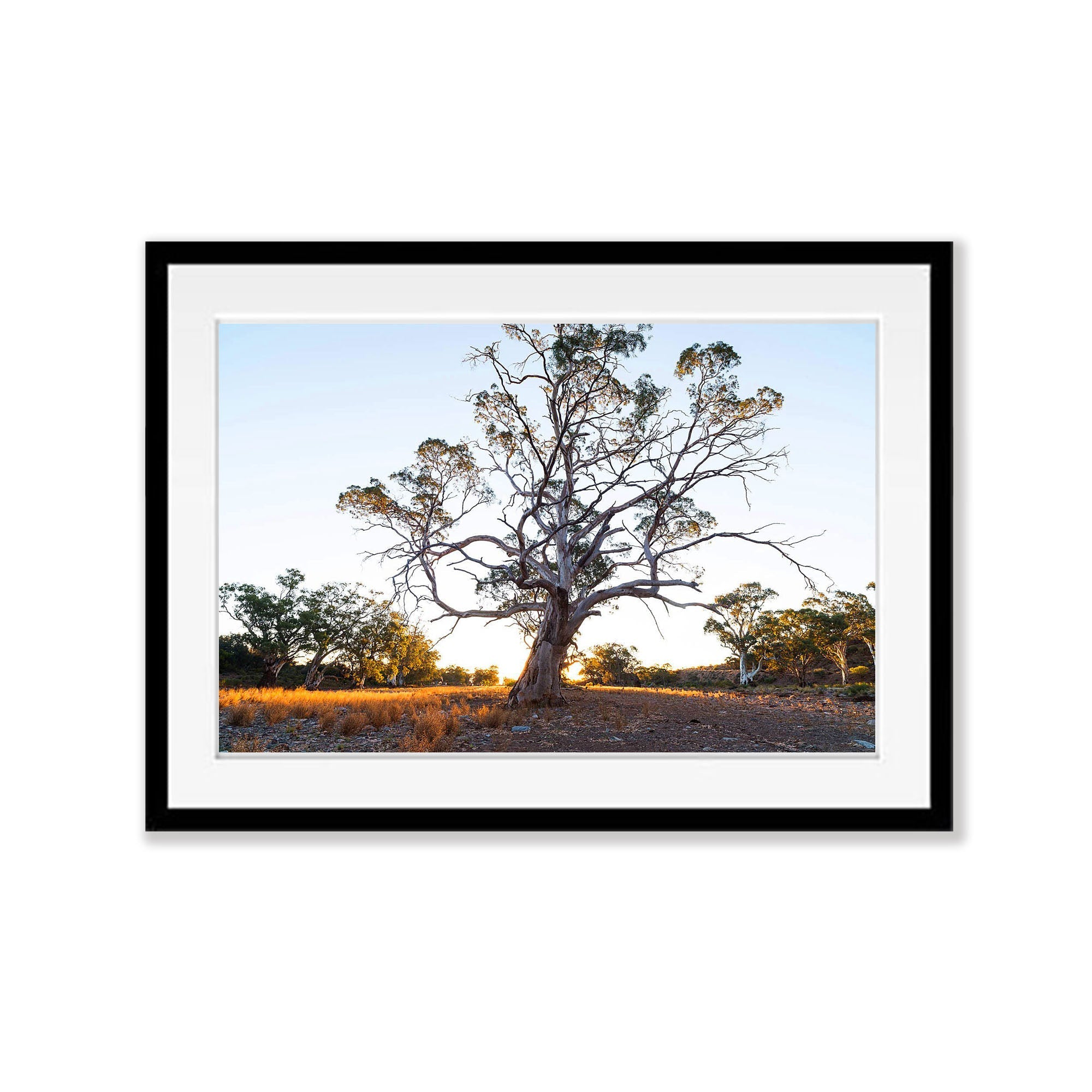 Giant River Red Gum, Flinders Ranges