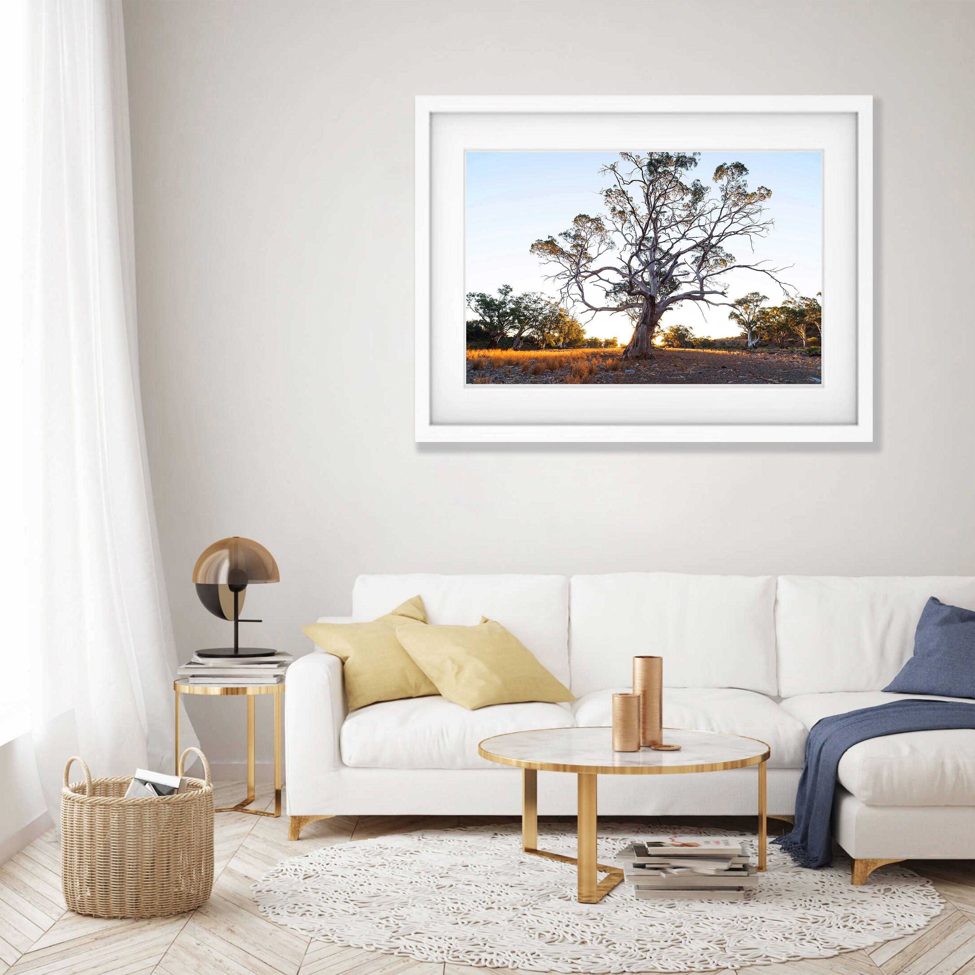 Giant River Red Gum, Flinders Ranges