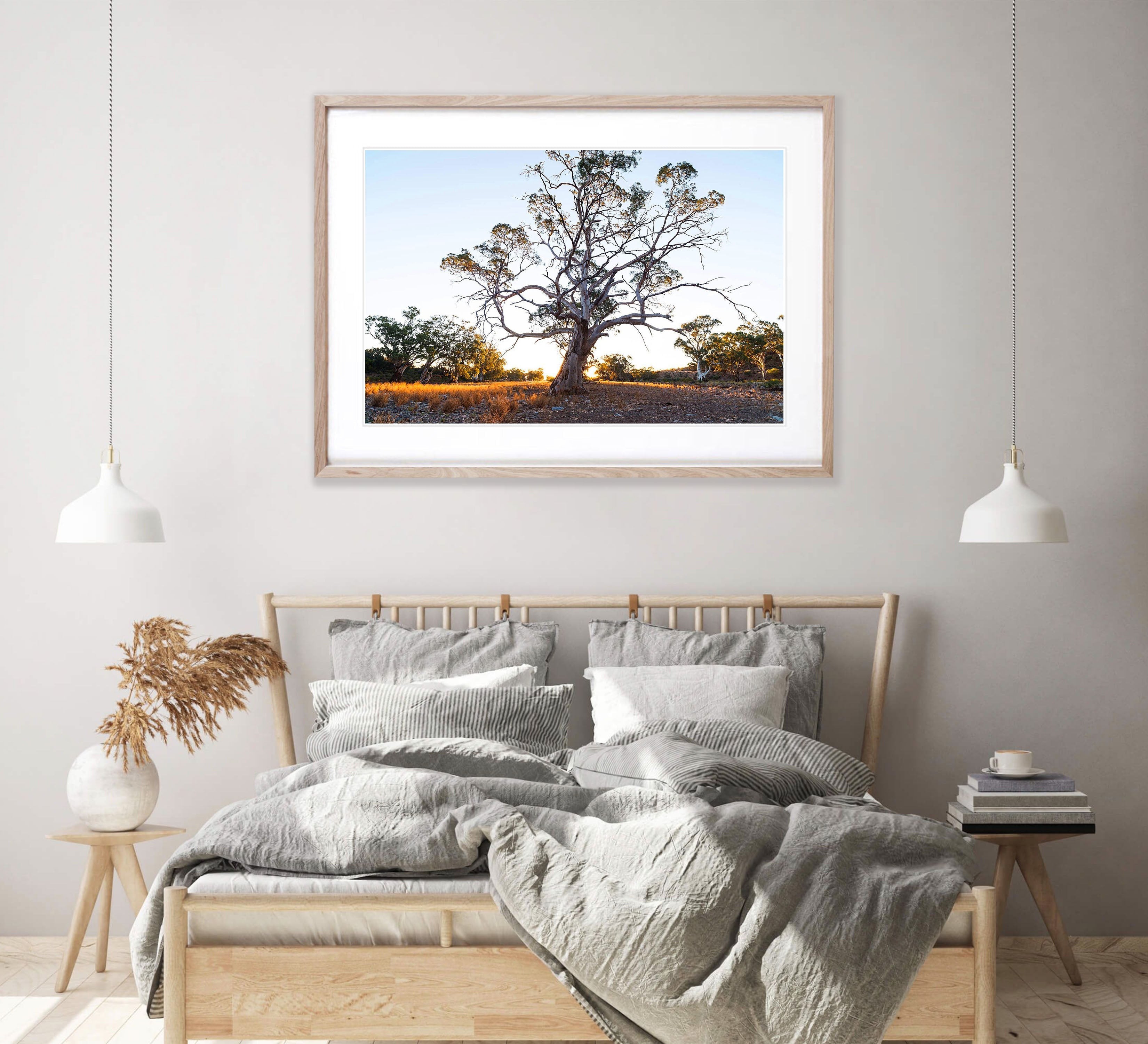 Giant River Red Gum, Flinders Ranges